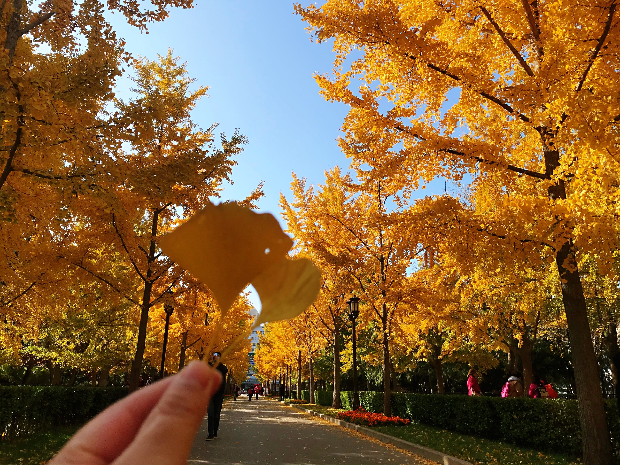 北京赏秋必去，地坛公园金黄一片，错过再等一年