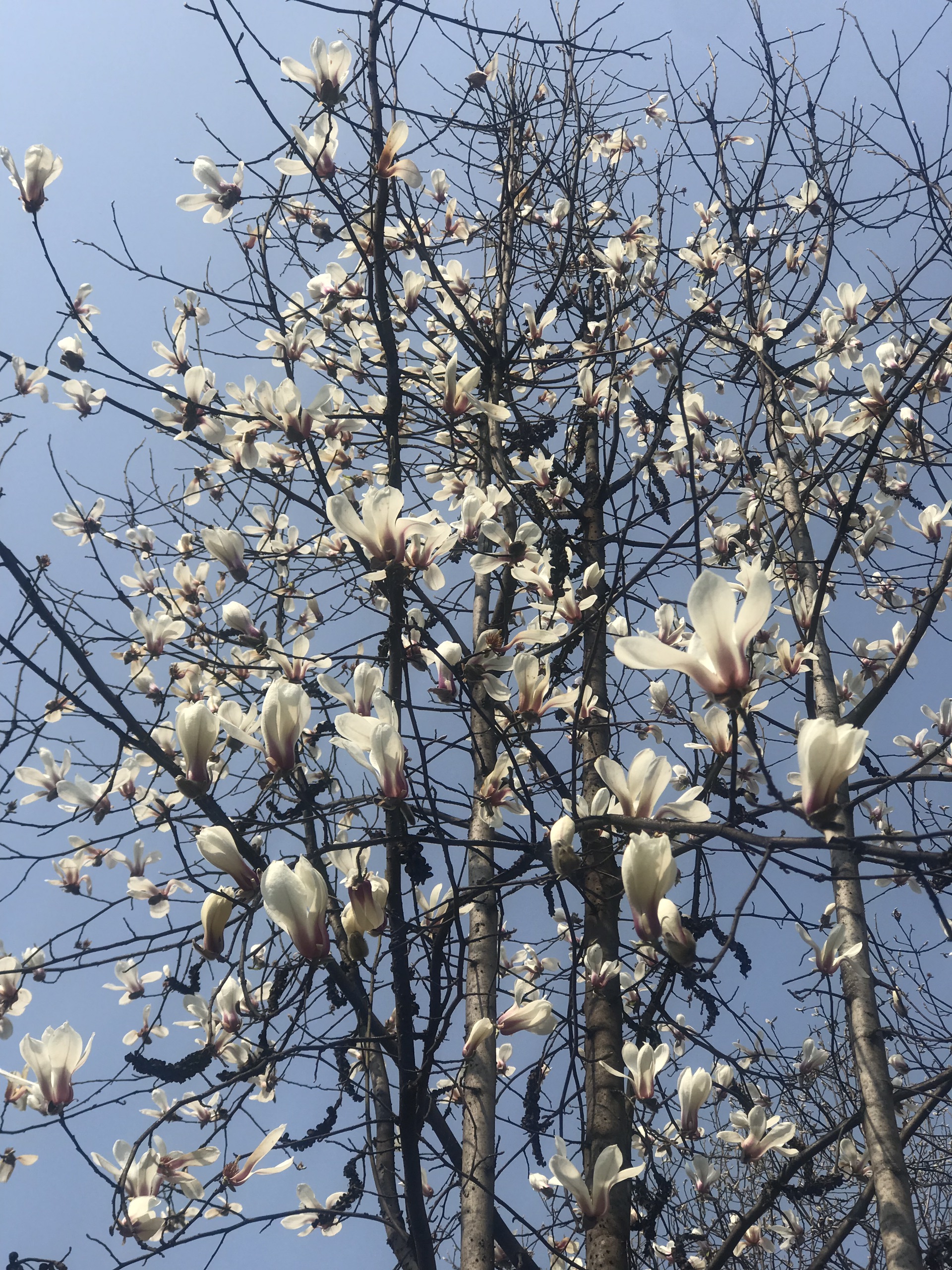 春色满园-咸阳市沣河森林公园