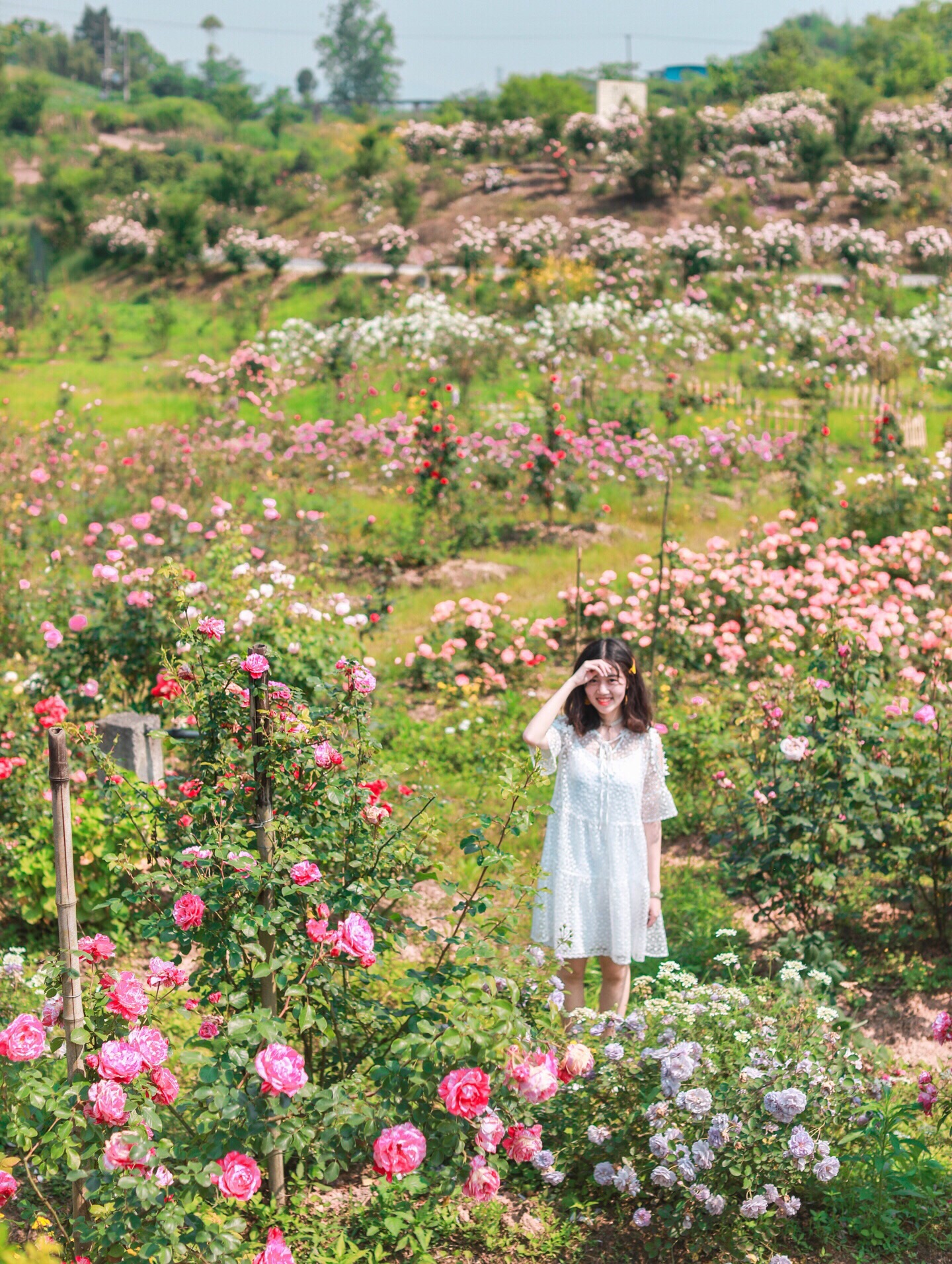 重庆大型“欧式花园”满园玫瑰拍照超仙！_洛莎玫瑰园