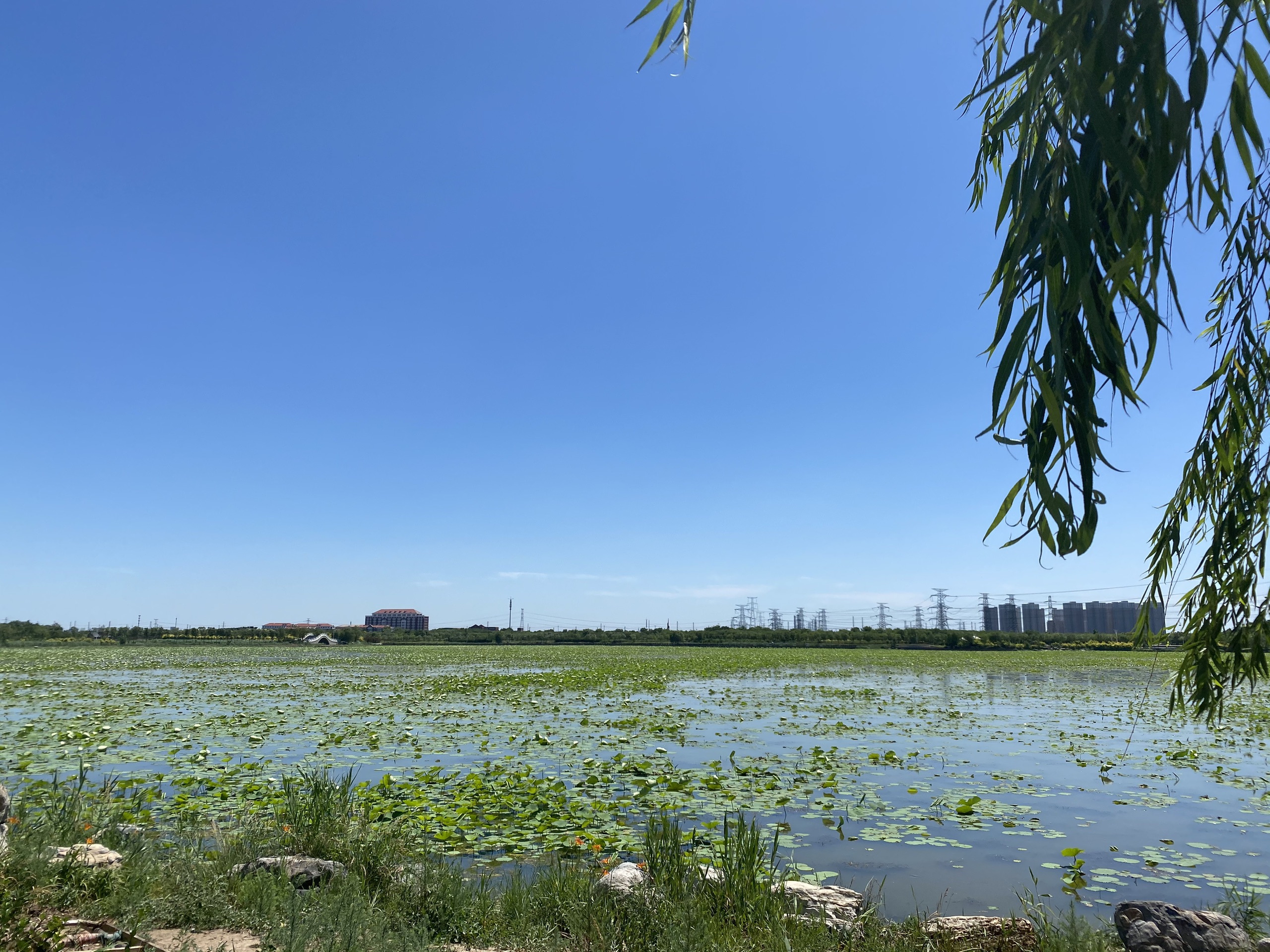 东丽湖-2020年最新东丽湖美景图片