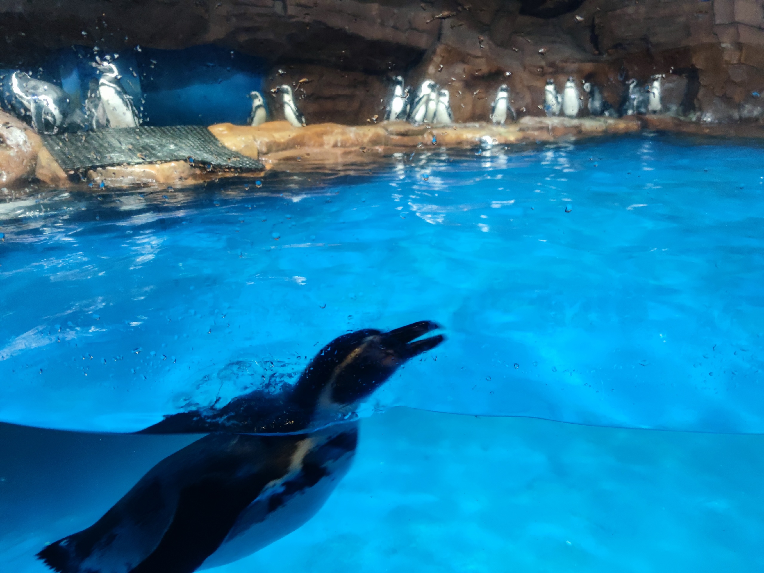 武汉 - 极地海昌海洋乐园小企鹅特别可爱，很适合情侣去拍照