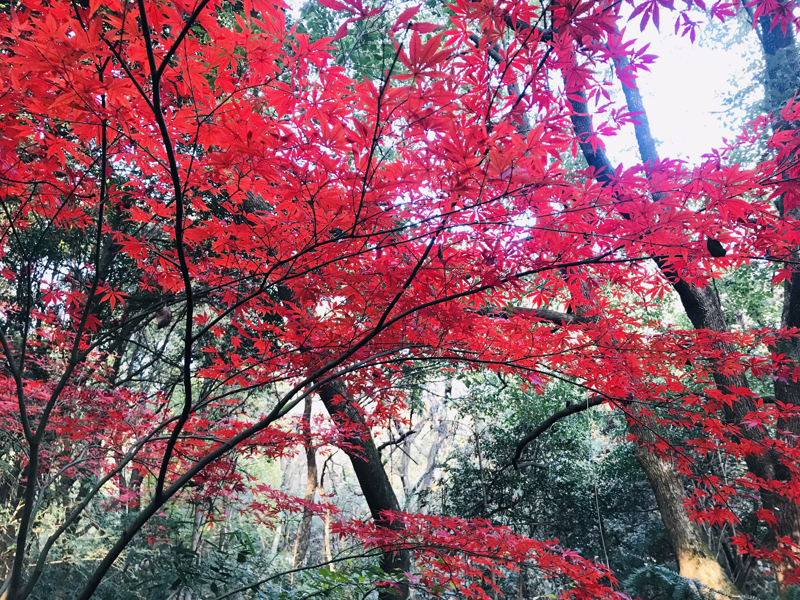 秋冬的半山枫叶也太美了——2020年底打卡杭州半山国家森林公园