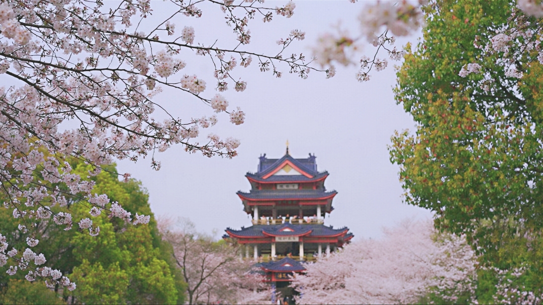 江苏也首开了省内游打卡世界三大赏樱圣地之一太湖鼋头渚景区