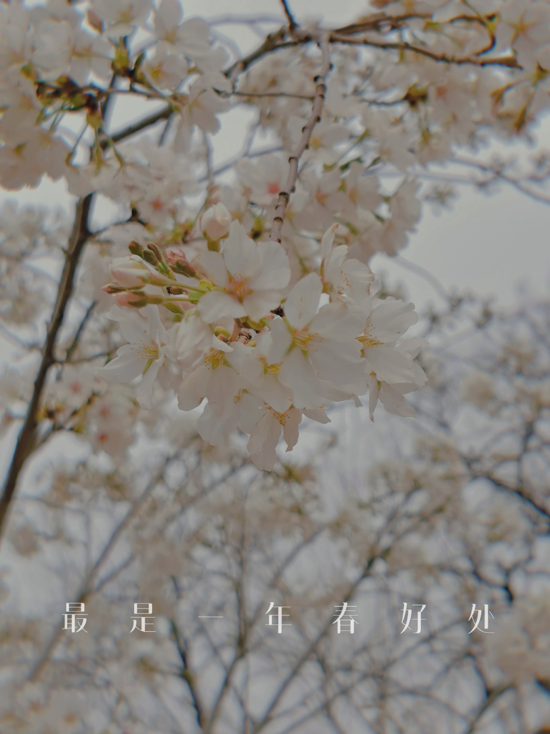 北京赏樱花好去处！！！北京玉渊潭公园樱花开了