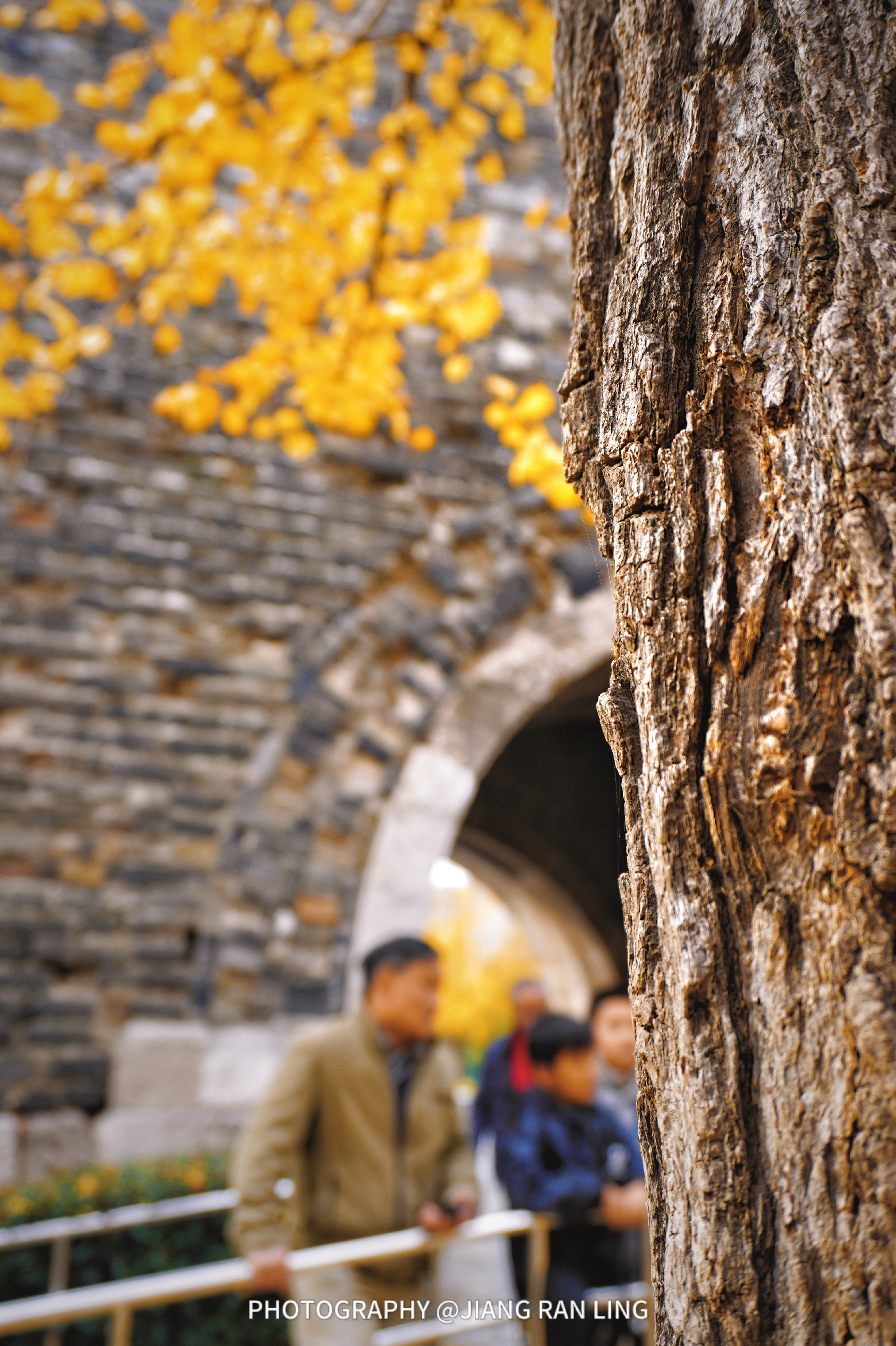 汉中门广场·南京明城墙边的一抹秋色