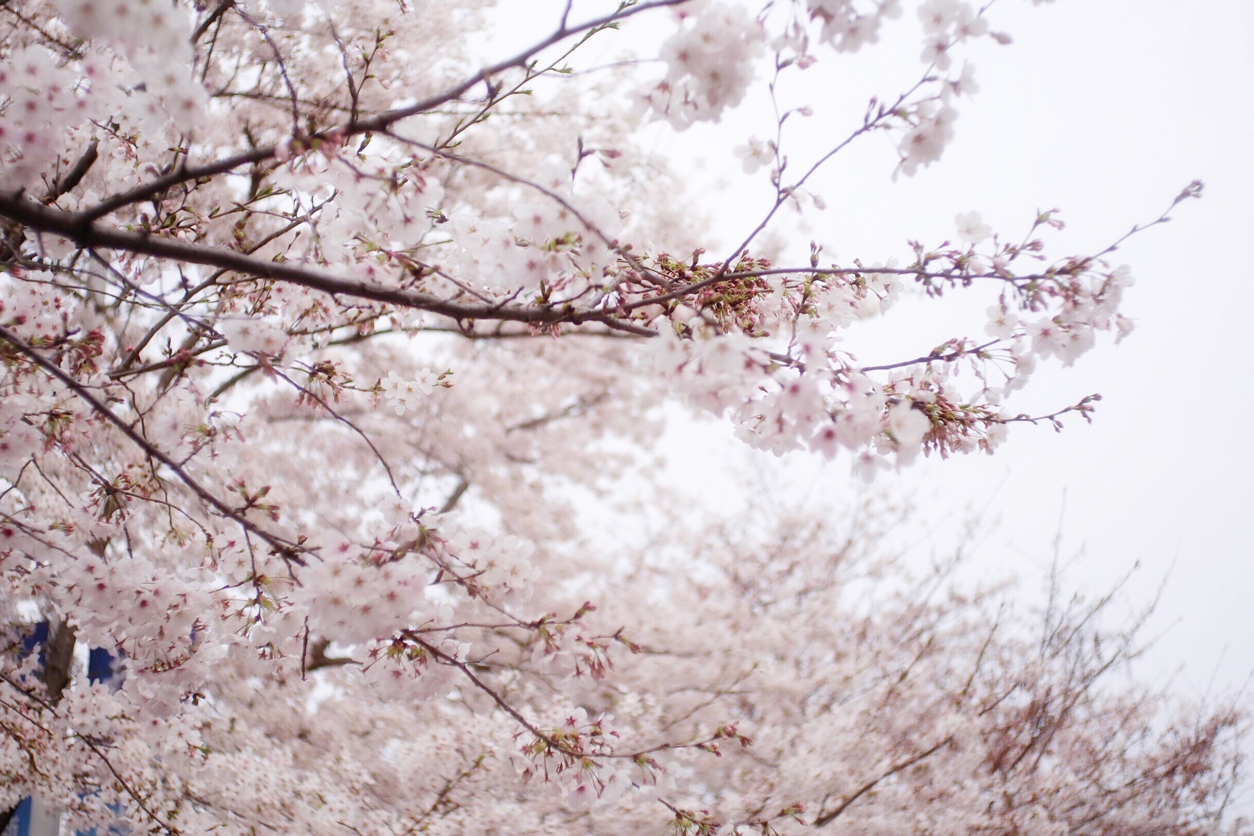 樱花季-每年的樱花季高东樱花园游人不断
