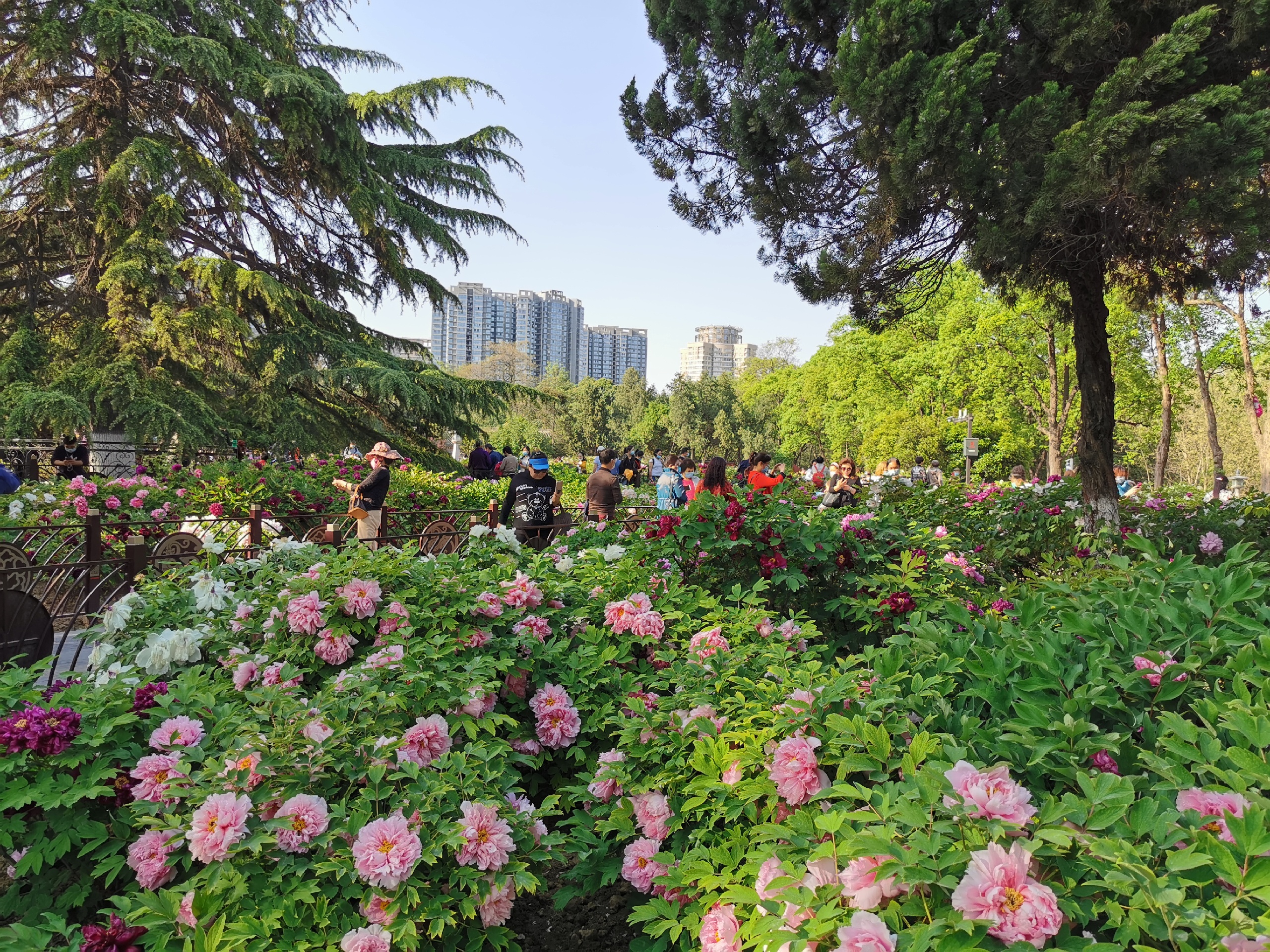 老西安踏青赏花必去景点||兴庆公园郁金香、牡丹花开了-兴庆宫公园