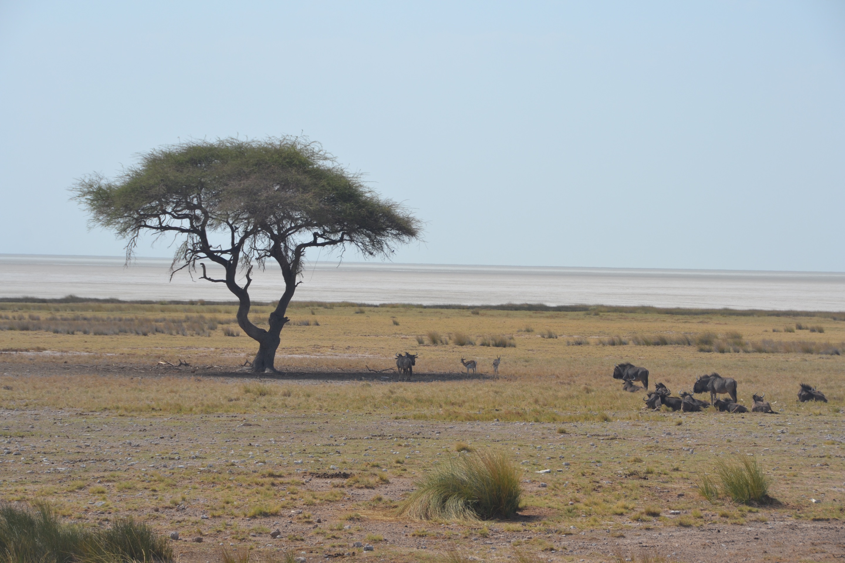 飞驰在非洲草原第三日•上-埃托沙国家公园须知