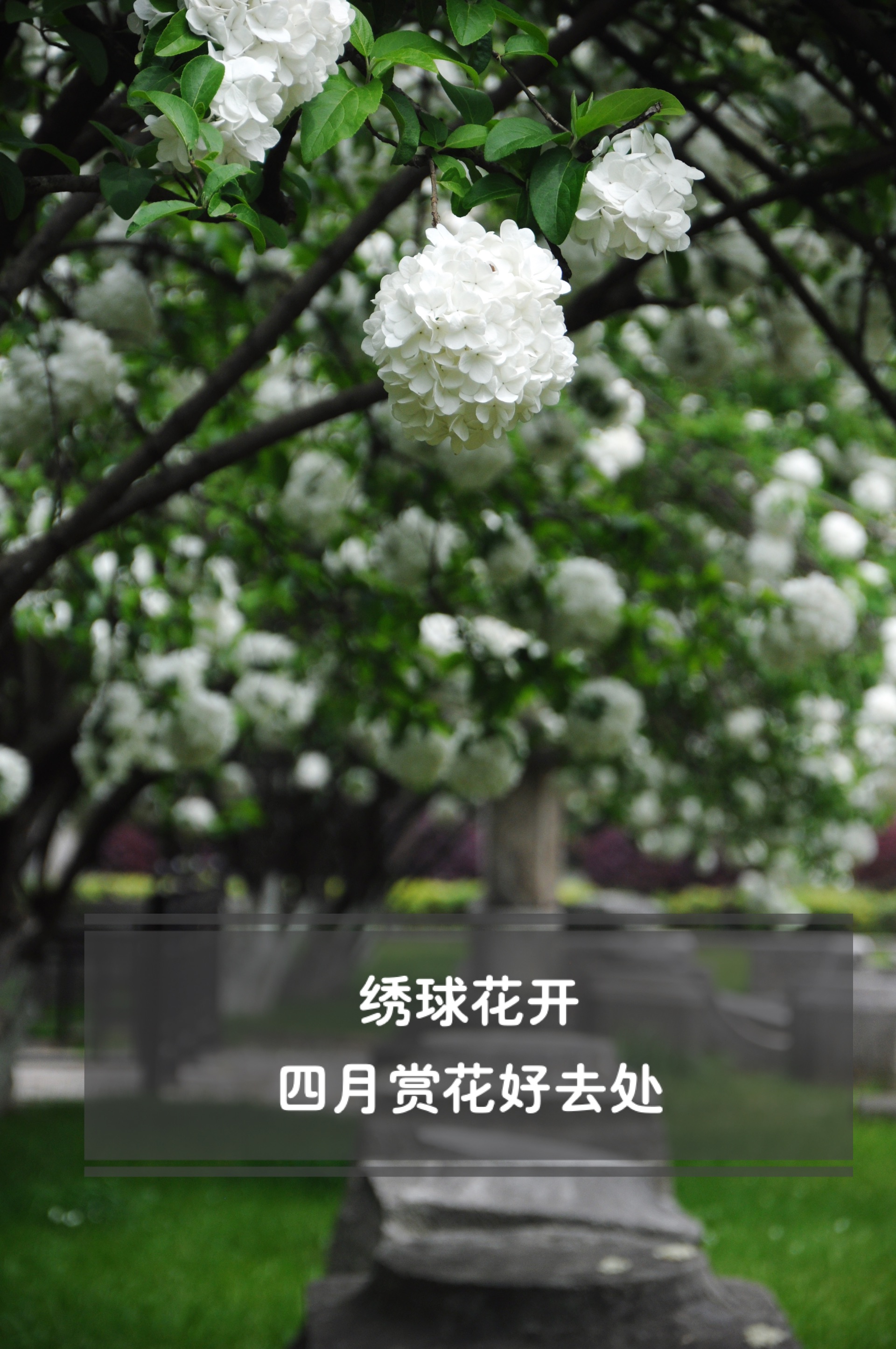 赏绣球花の好去处——午朝门公园