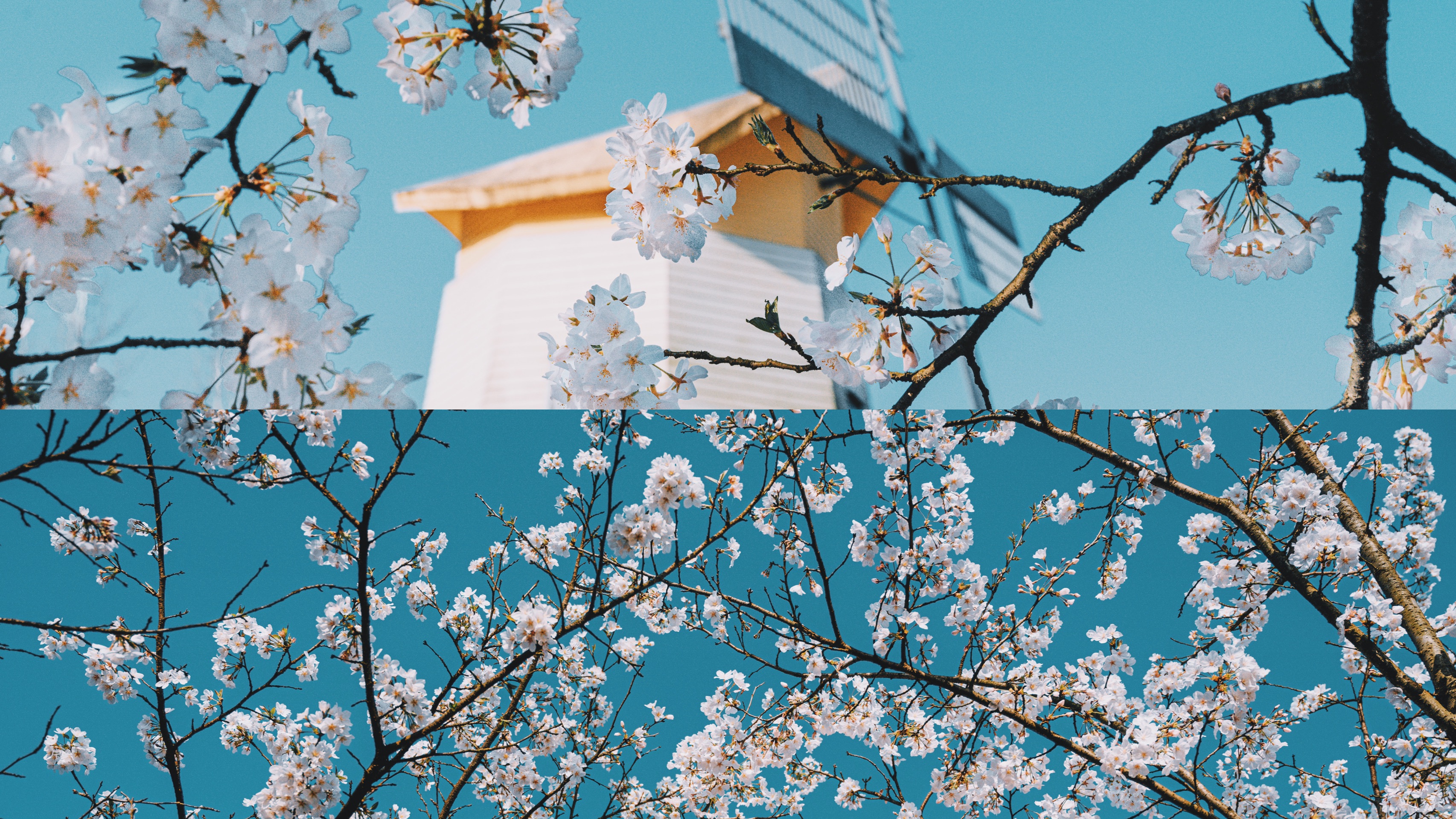 杭州看樱花最出片的三个地方｜三月樱花季_太子湾公园