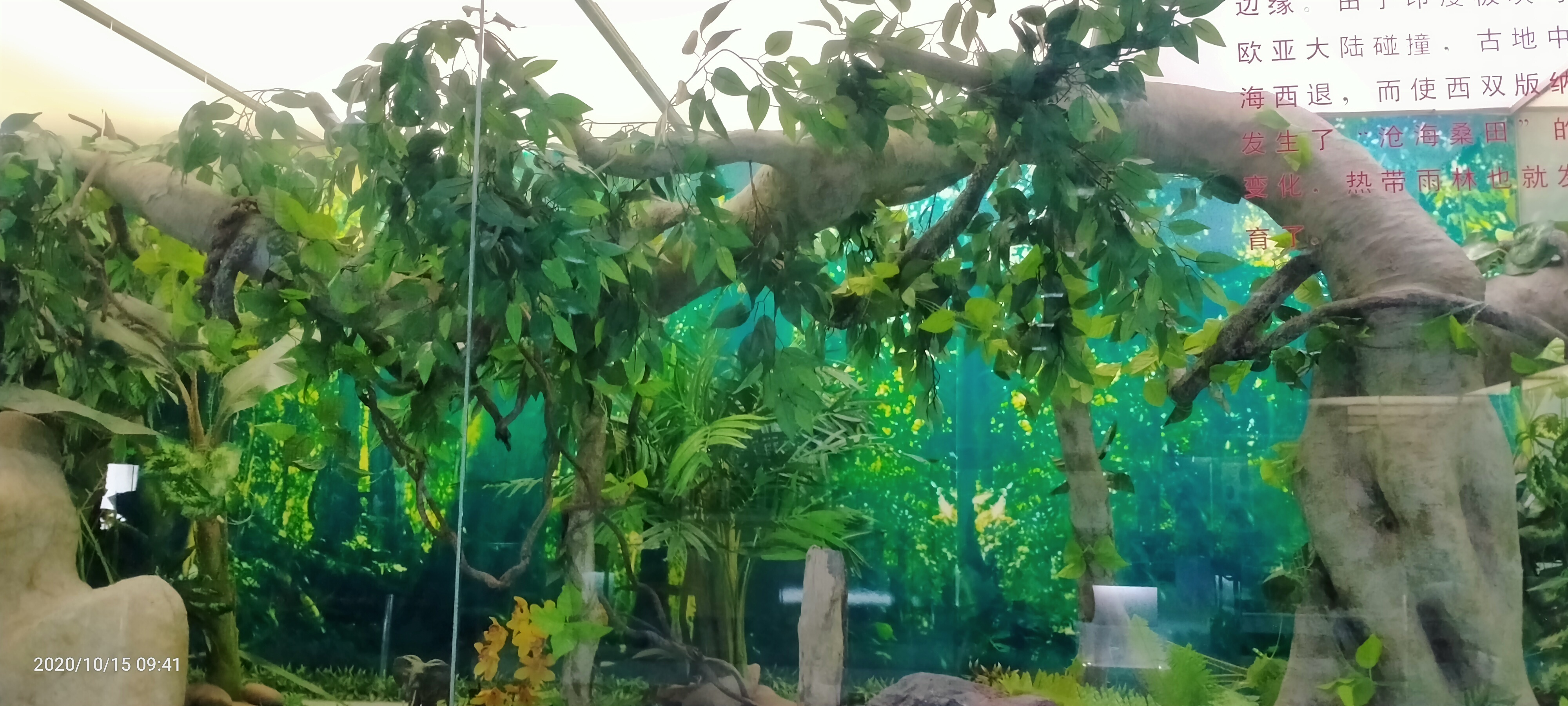 云南自驾游日志分享第14天-中国科学院西双版纳热带植物园
