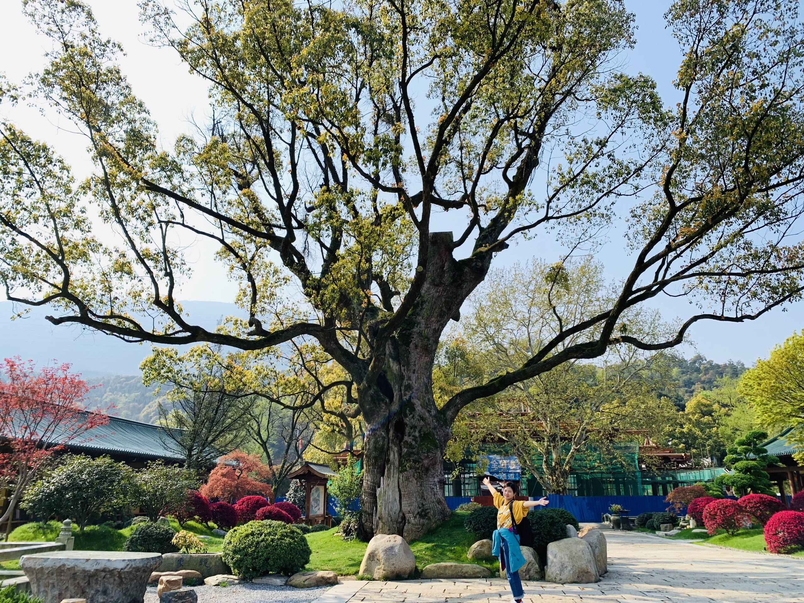 东林寺天气太好，这棵树也就美了800年吧～