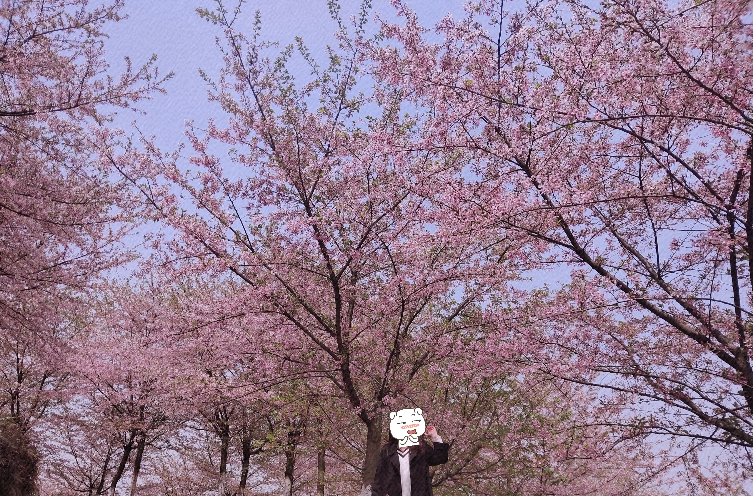贵州周边赴一场樱花之约，这次我没有缺席——平坝万亩樱花园
