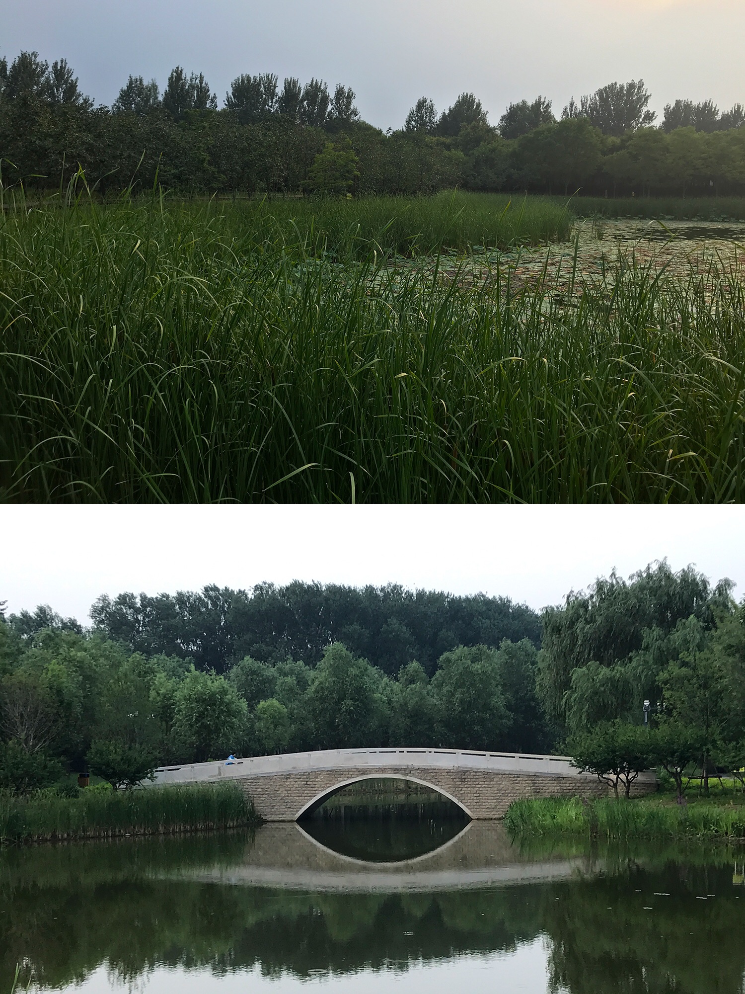 北京东郊森林湿地公园-不会让你失望的周末好去处