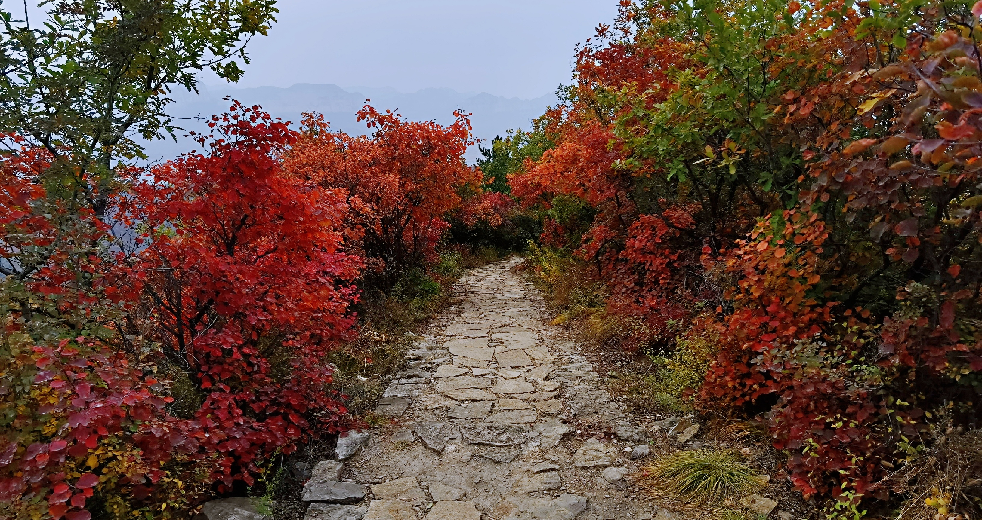 四方山景区知道秋色 慕名而来 满山遍野红色 视觉盛宴