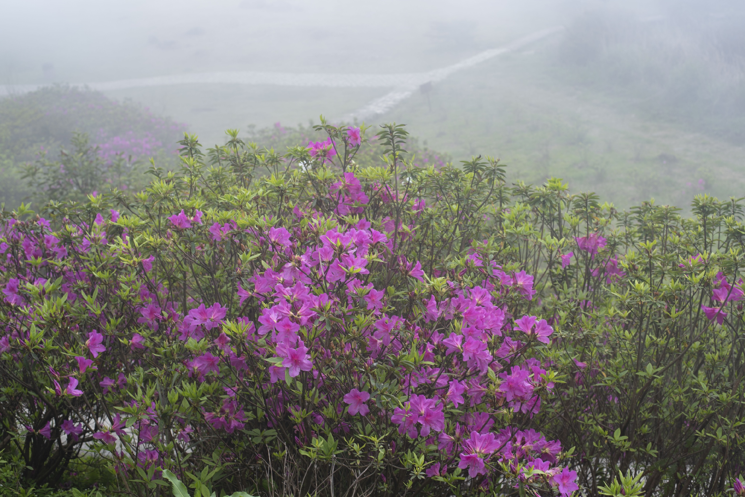 早春时节雾中山花，凤凰山的野杜鹃到了开放的花期，近期主要在太子洞附近的杜鹃较先开放