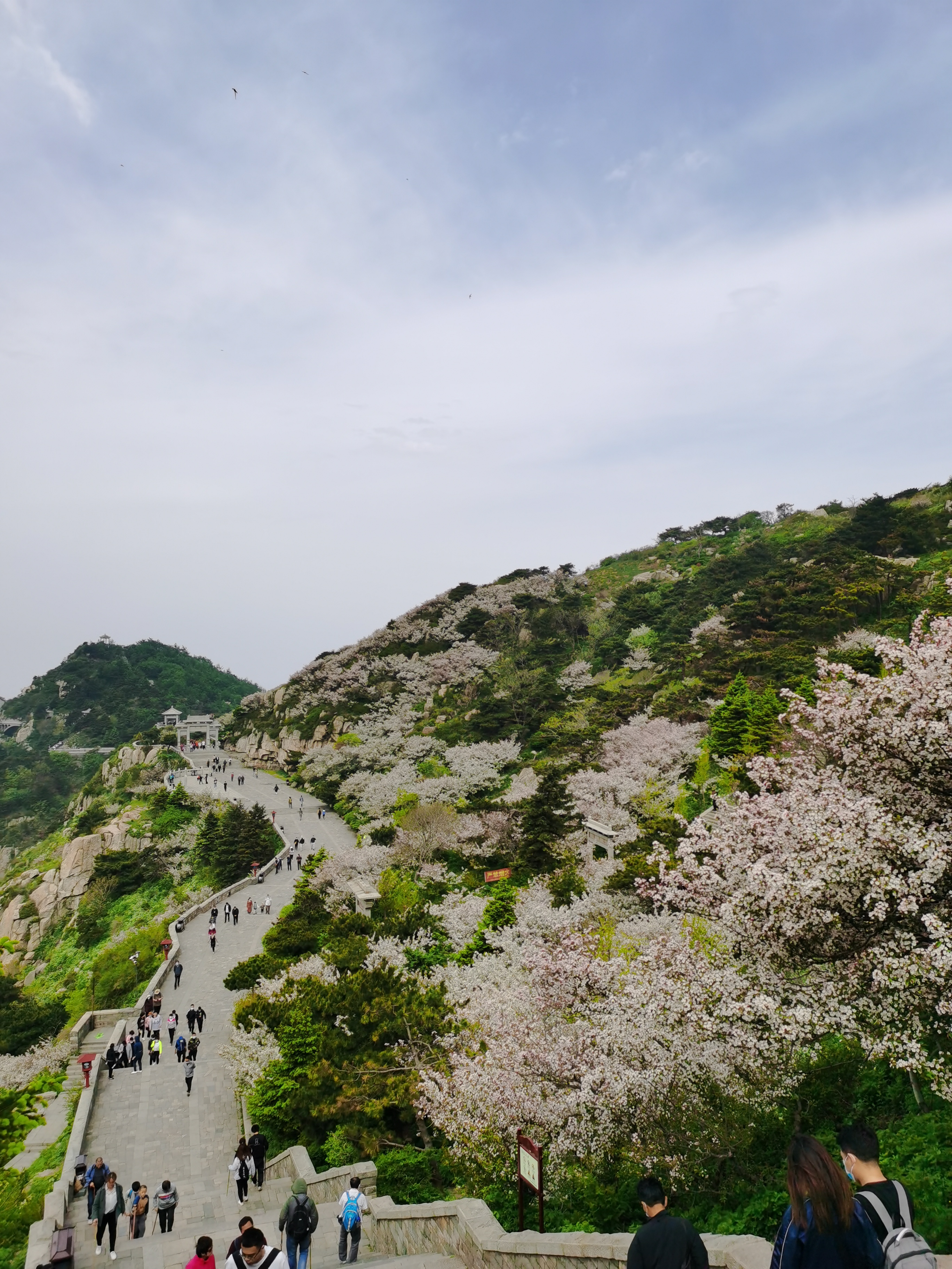 5月的泰山有漫山遍野的海棠，很是美丽！2020最新泰山图片大全