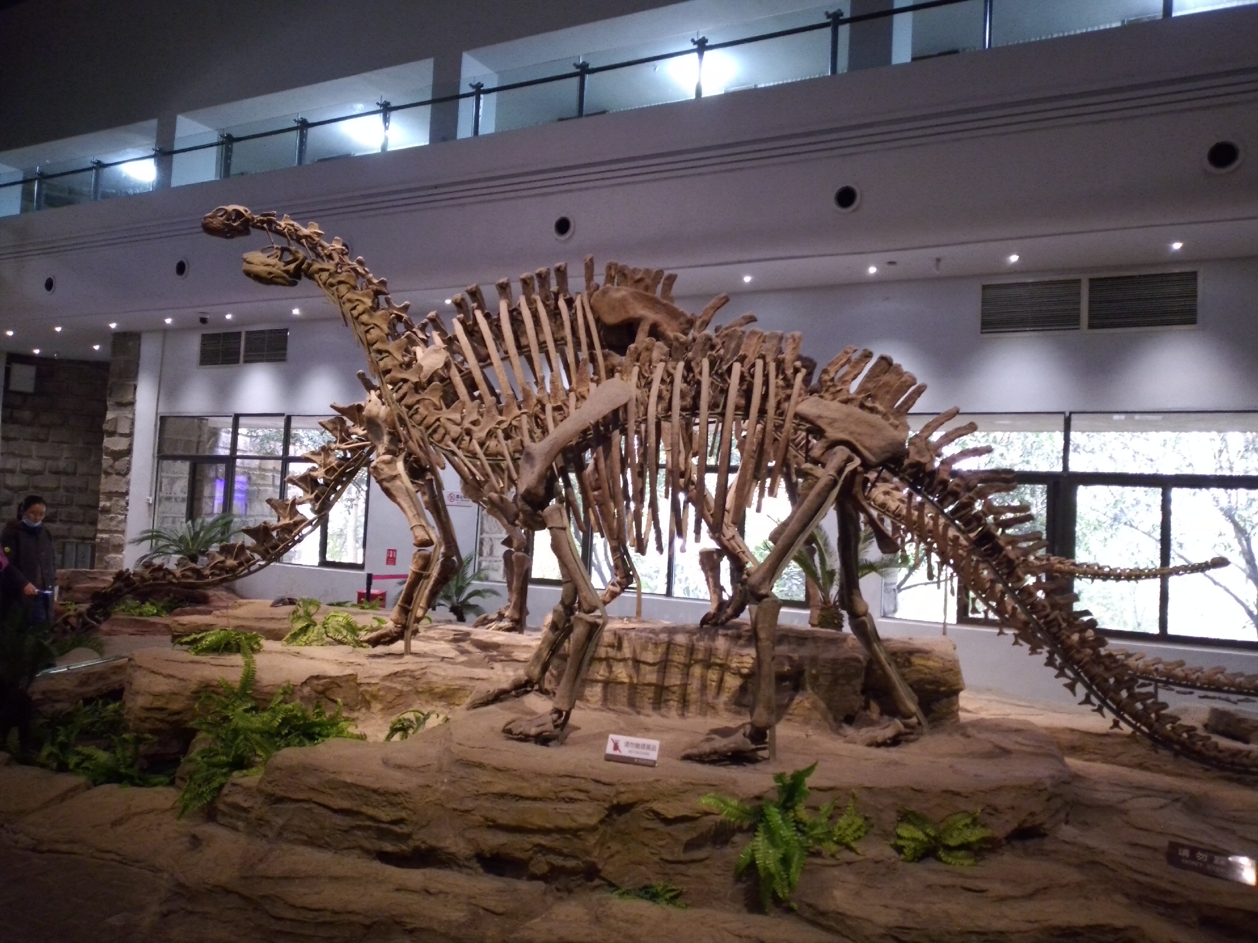 恐龙的世界，穿越时空的遥想_自贡恐龙博物馆