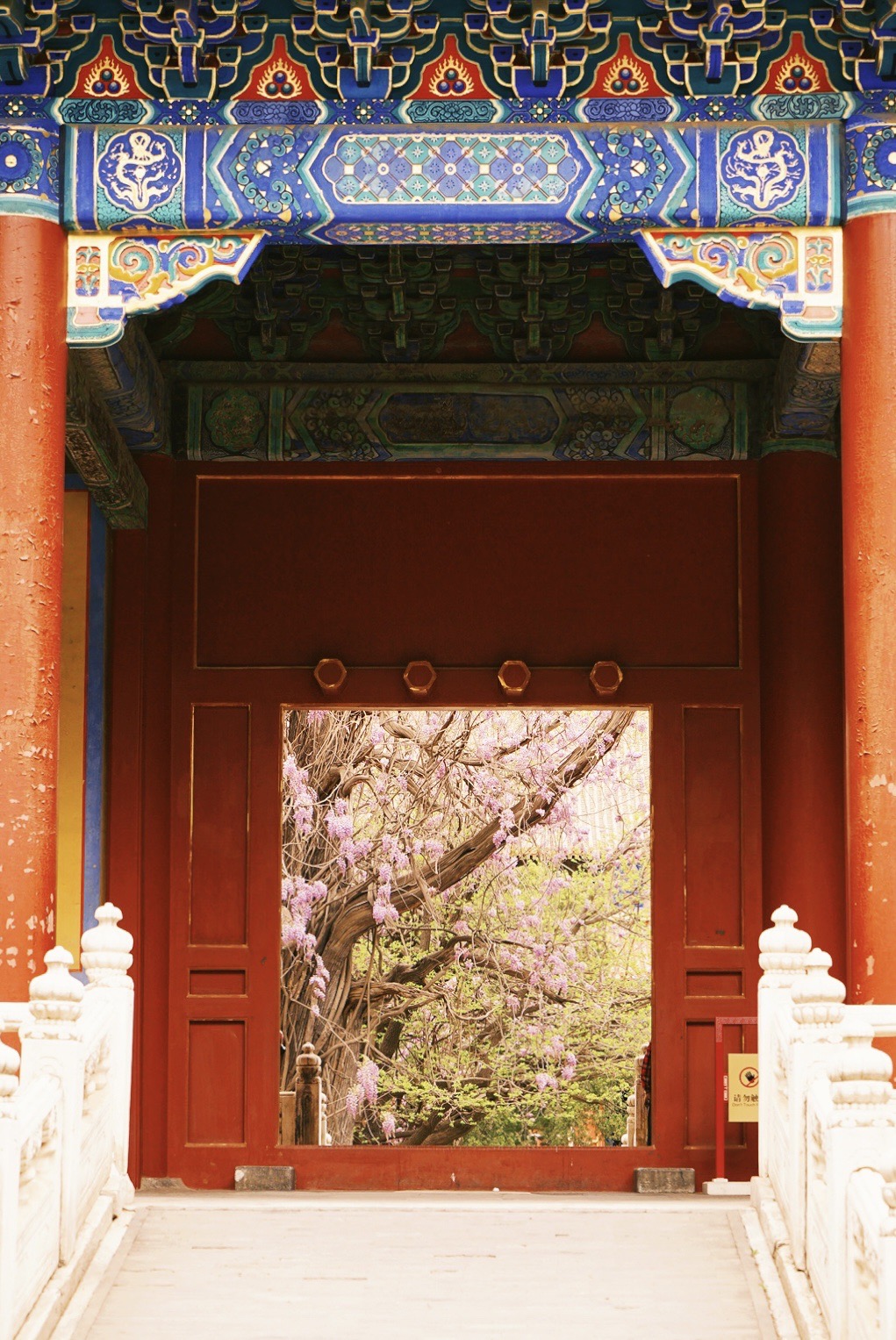 来北京旅行 不要错过国子监的梦幻紫藤花_孔庙和国子监博物馆
