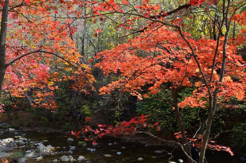 本溪的秋天很漂亮-老边沟费枫叶和山水也是其中的佼佼者