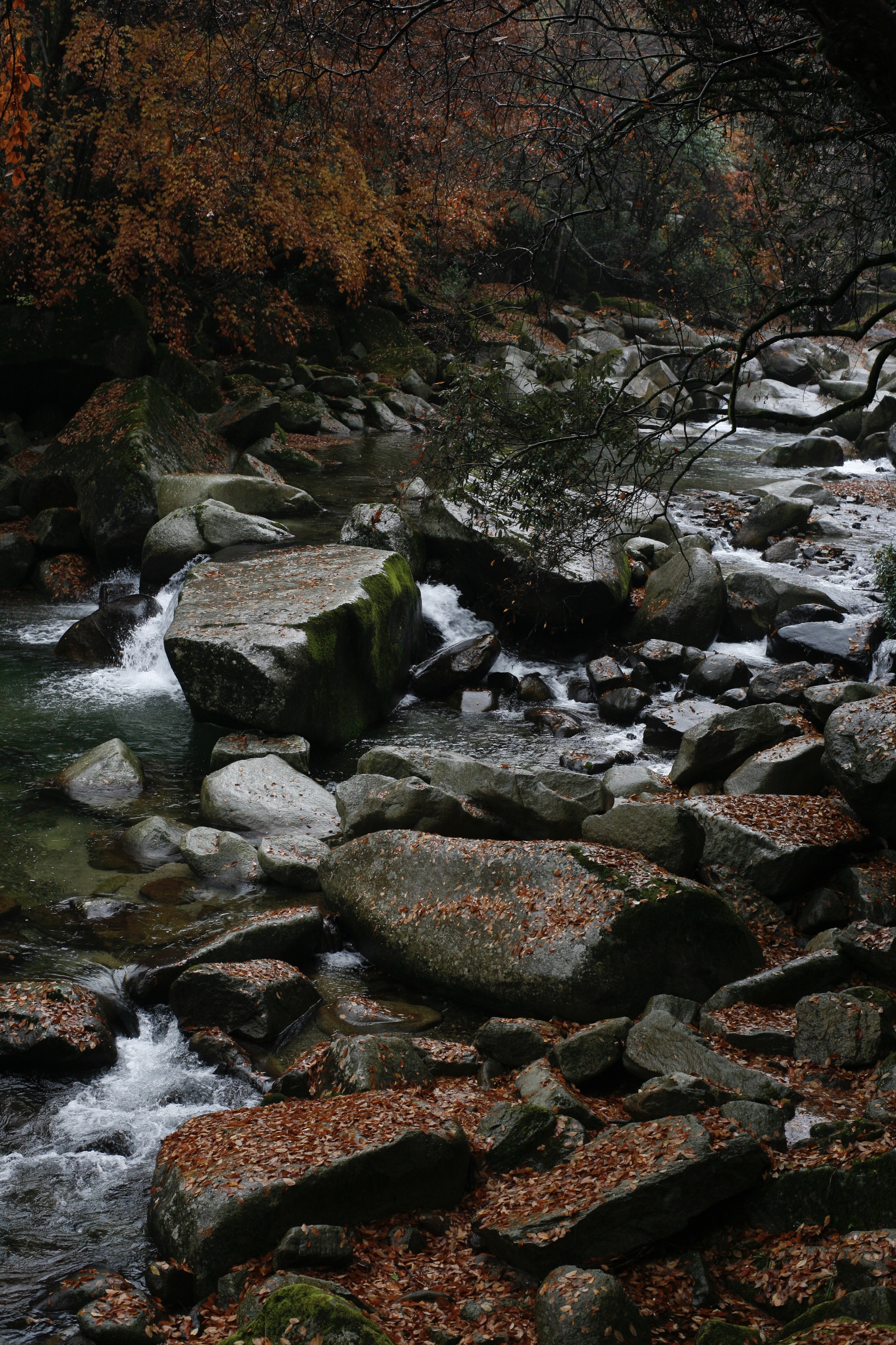 雨中的黑熊沟-米仓山国家森林公园