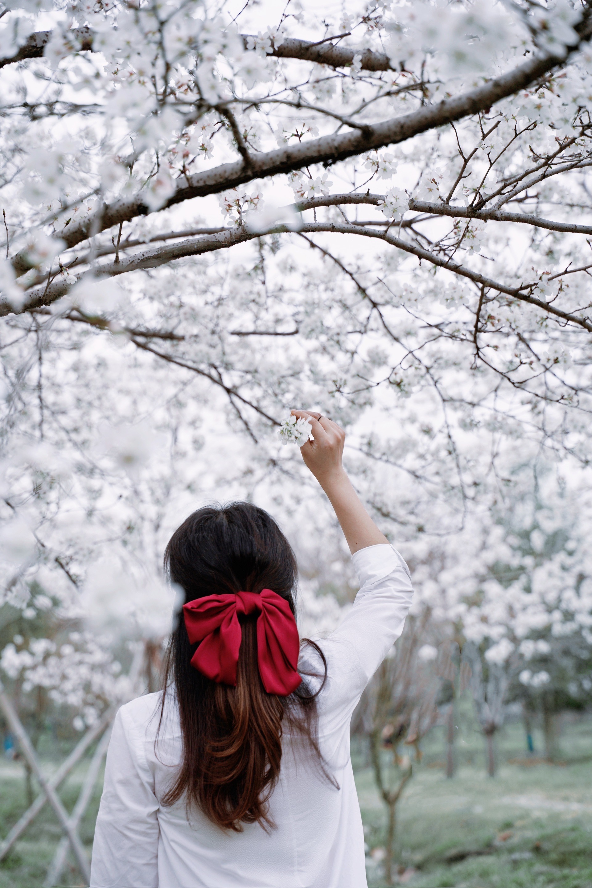 杭州赏樱｜良渚超大樱花园，看花不用人挤人——良渚四歌线樱花园