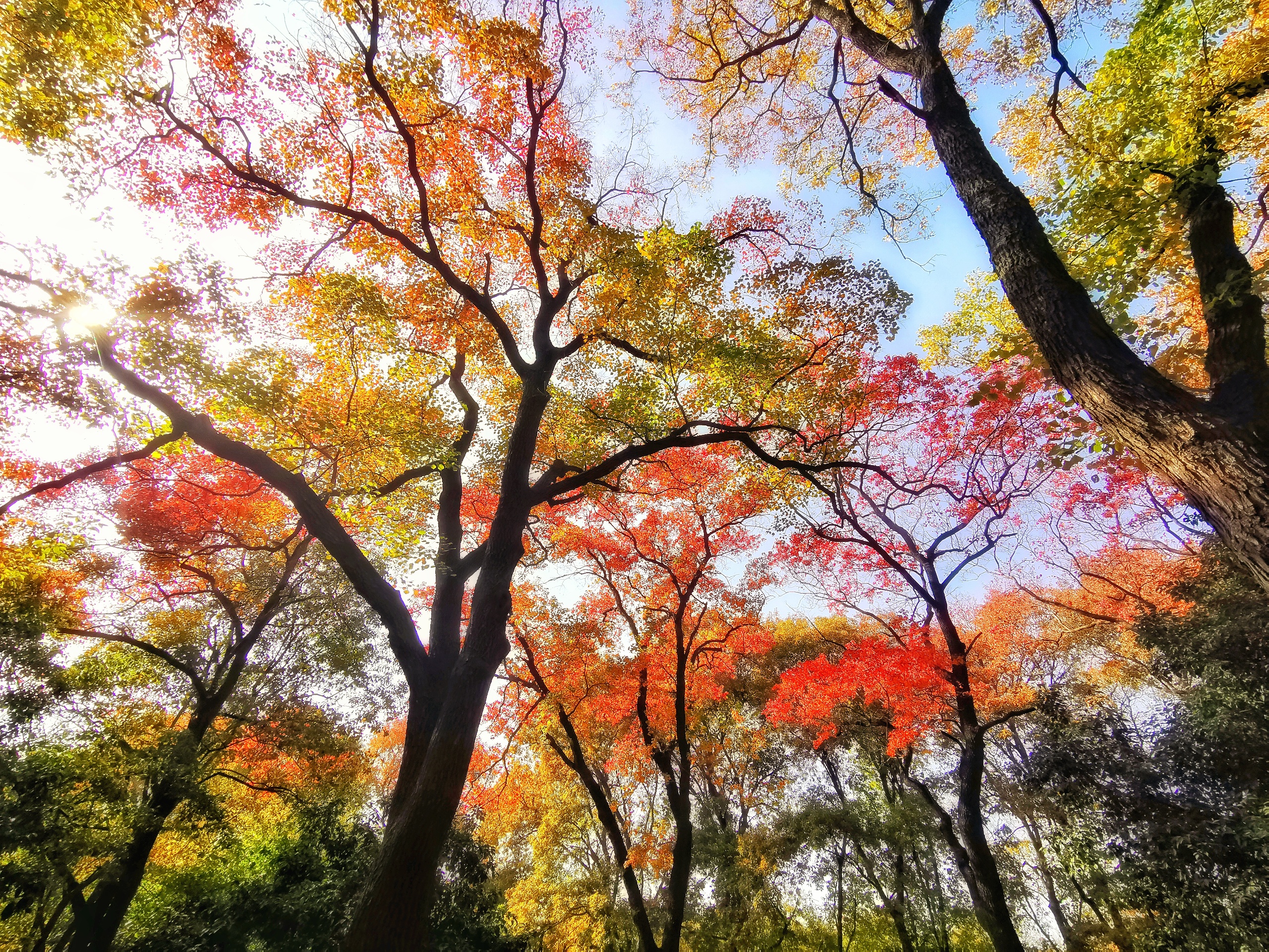 徐州赏秋！彭城的秋天，是红色与金色的交融，是淮塔中那一抹的惊艳！