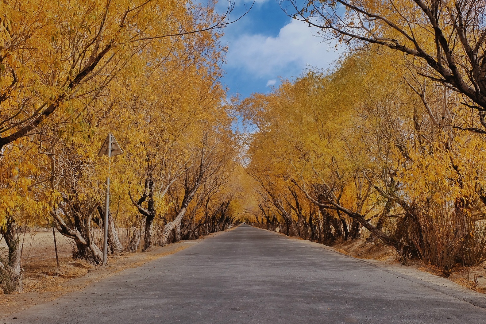 新疆秋天的颜色！这景色忍不住叫人驻足！