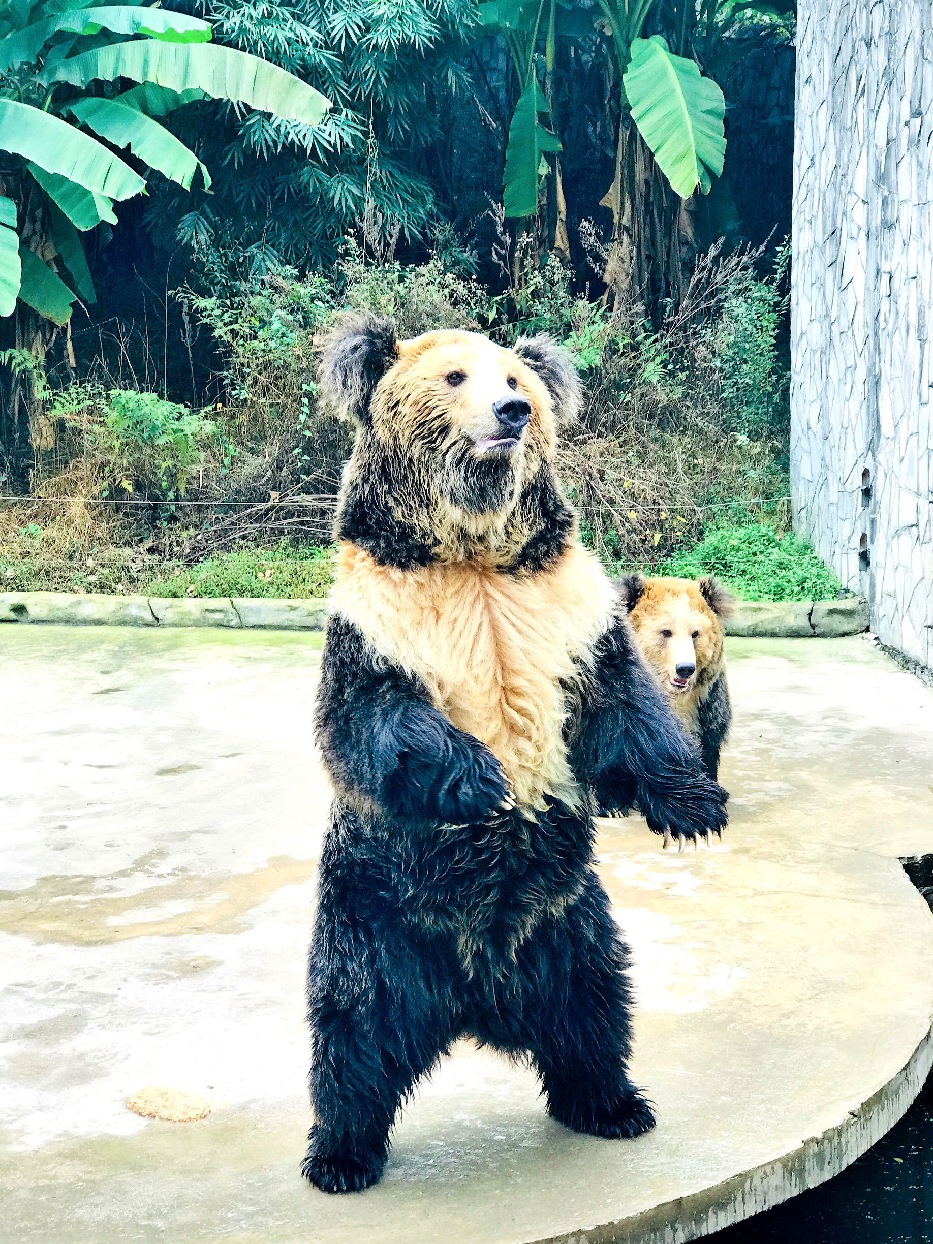 淡季去喂长大了的熊孩子，到贵州唯一的野生动物园