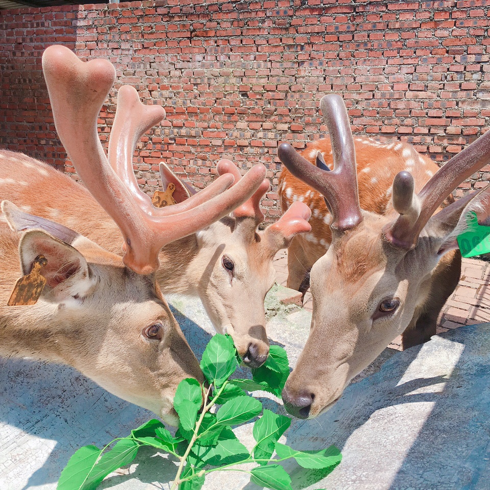 不用去日本，在重庆就可以和可爱的小鹿玩耍——重庆梅花鹿苑