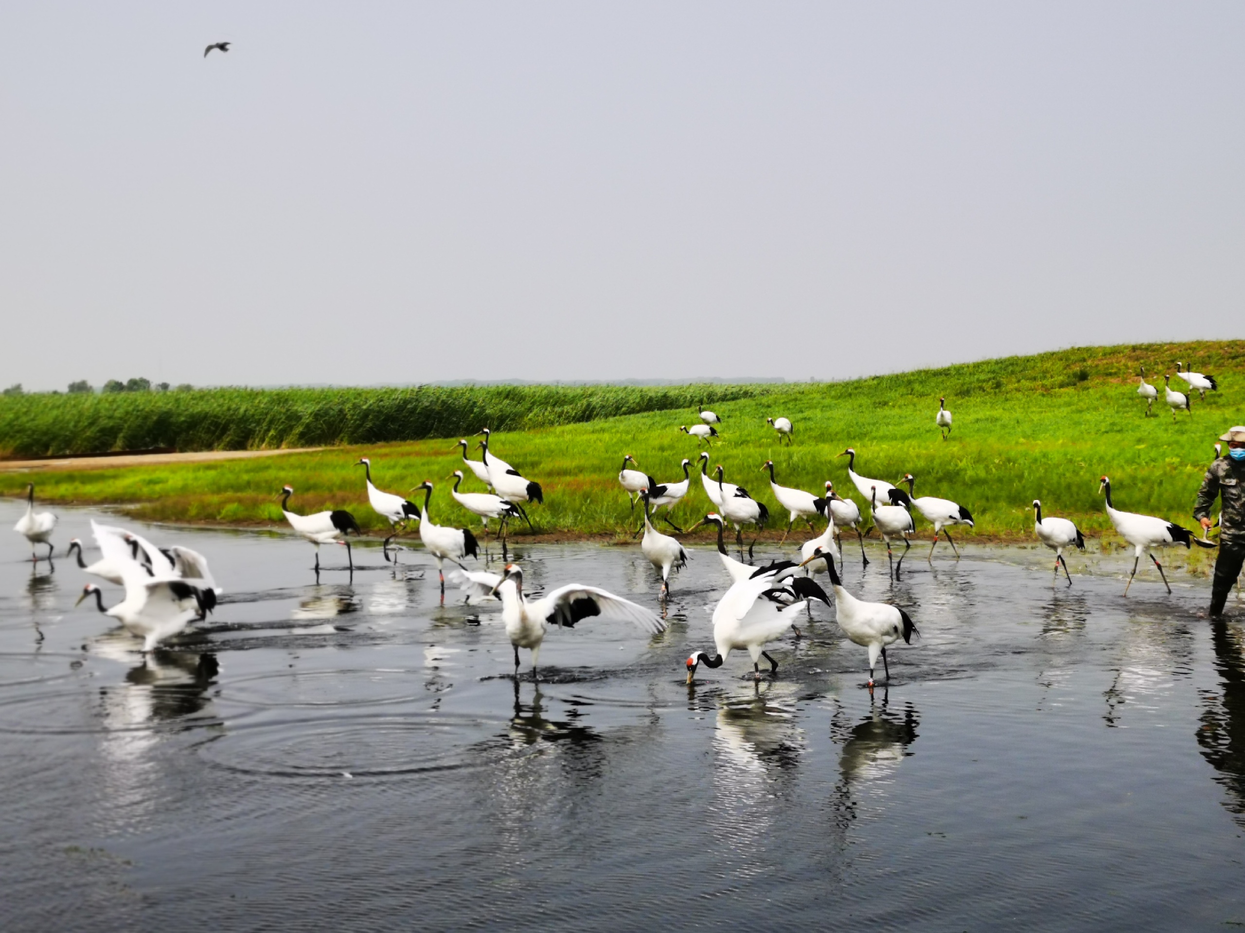 扎龙自然保护区_2020黑龙江观鹤台扎龙湿地图片