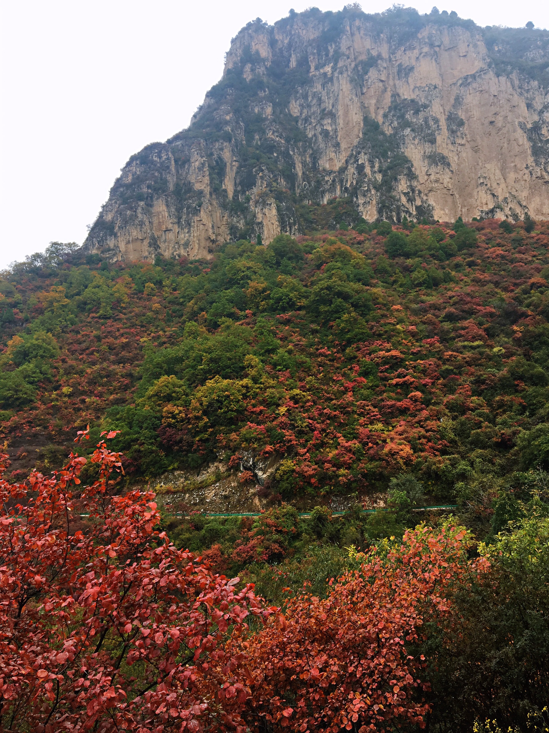 山西哪里可以看红叶？来黎城四方山看秋色