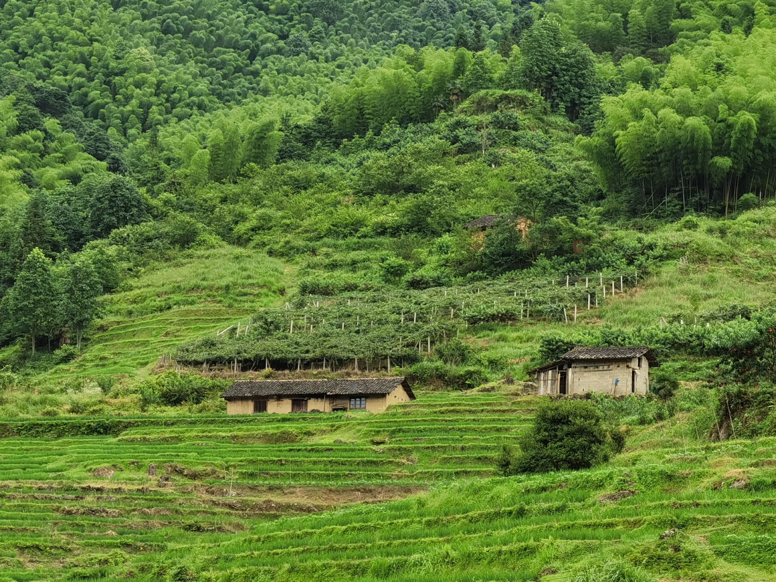 炎陵，一个最美丽的乡村旅游目的地_炎陵神农谷国家森林公园