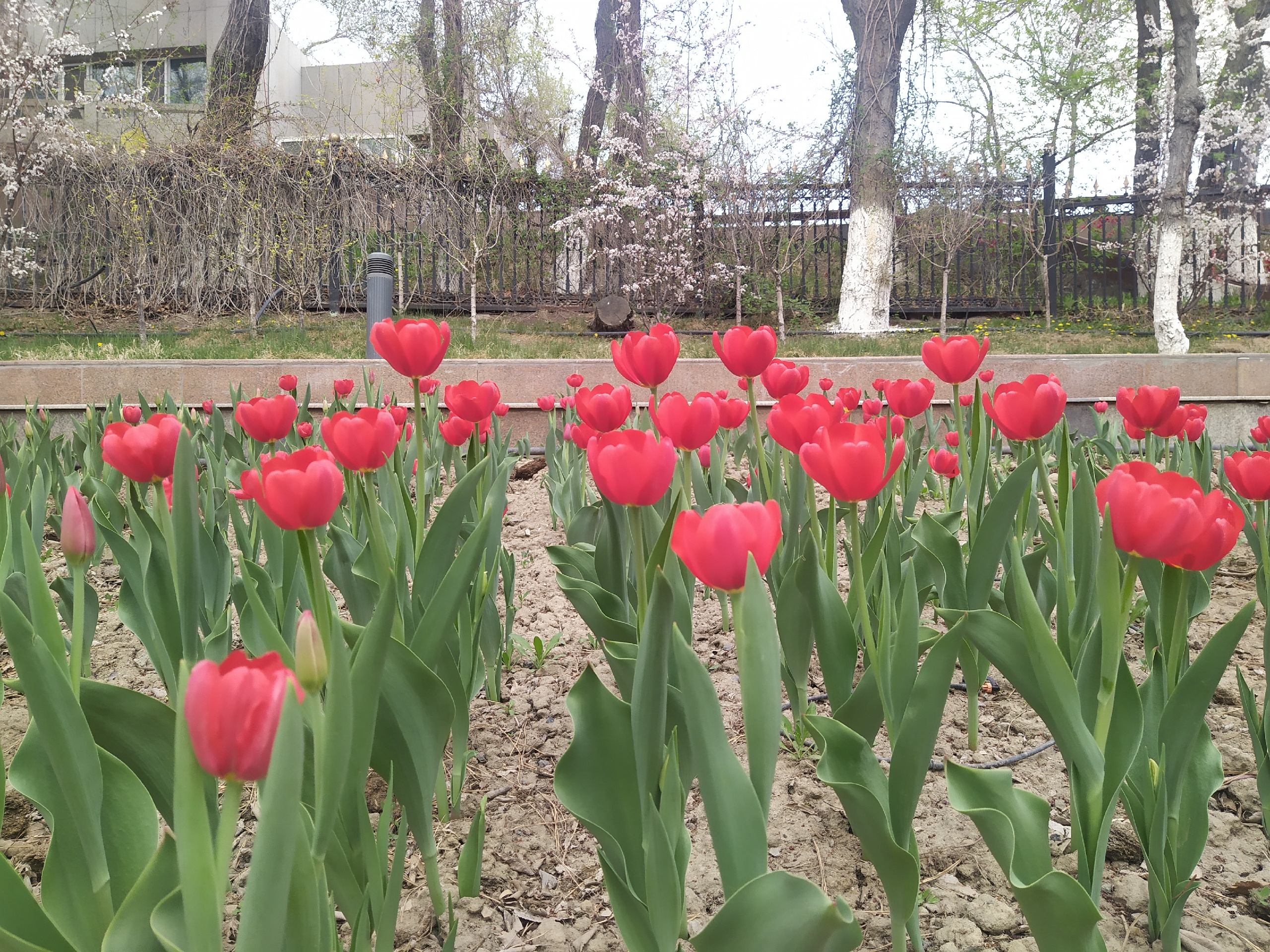红山公园-乌市的标志打卡初春的红山公园