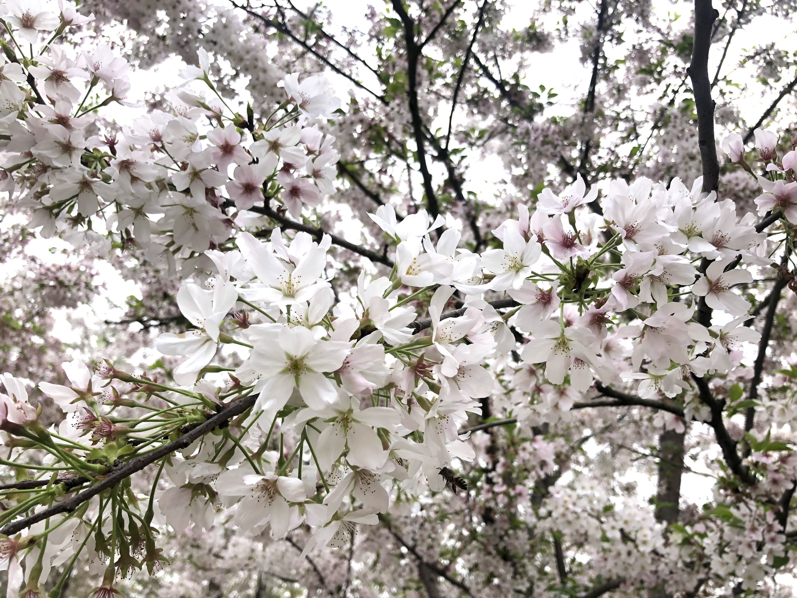 漫花庄园里风带来的樱花雪(樱花)(樱花)真的太好看了，人就是要走出去才知道春天有多美