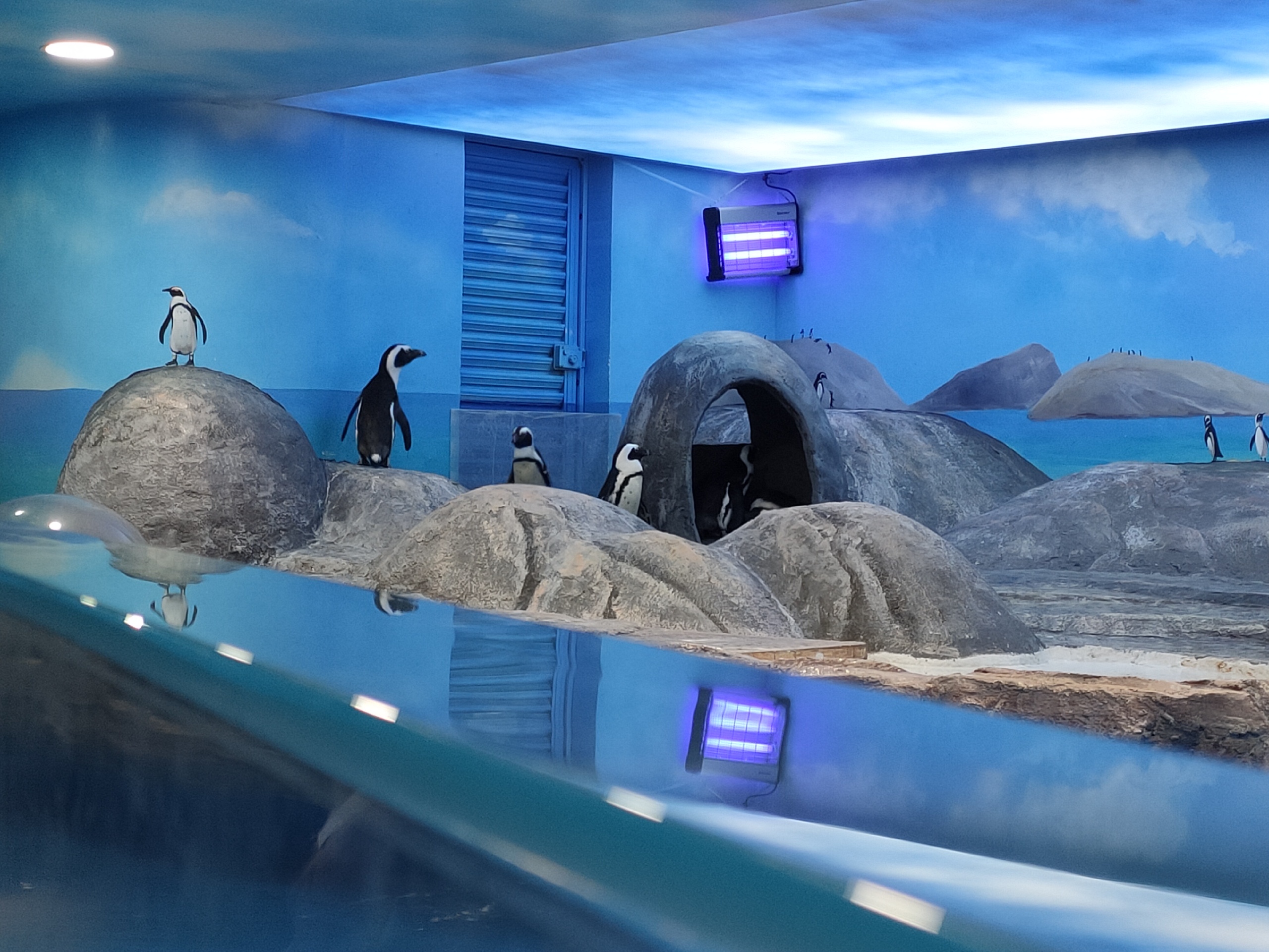 北京海洋馆比动物园有看头，但是没有长长隧道的那种，有短的
