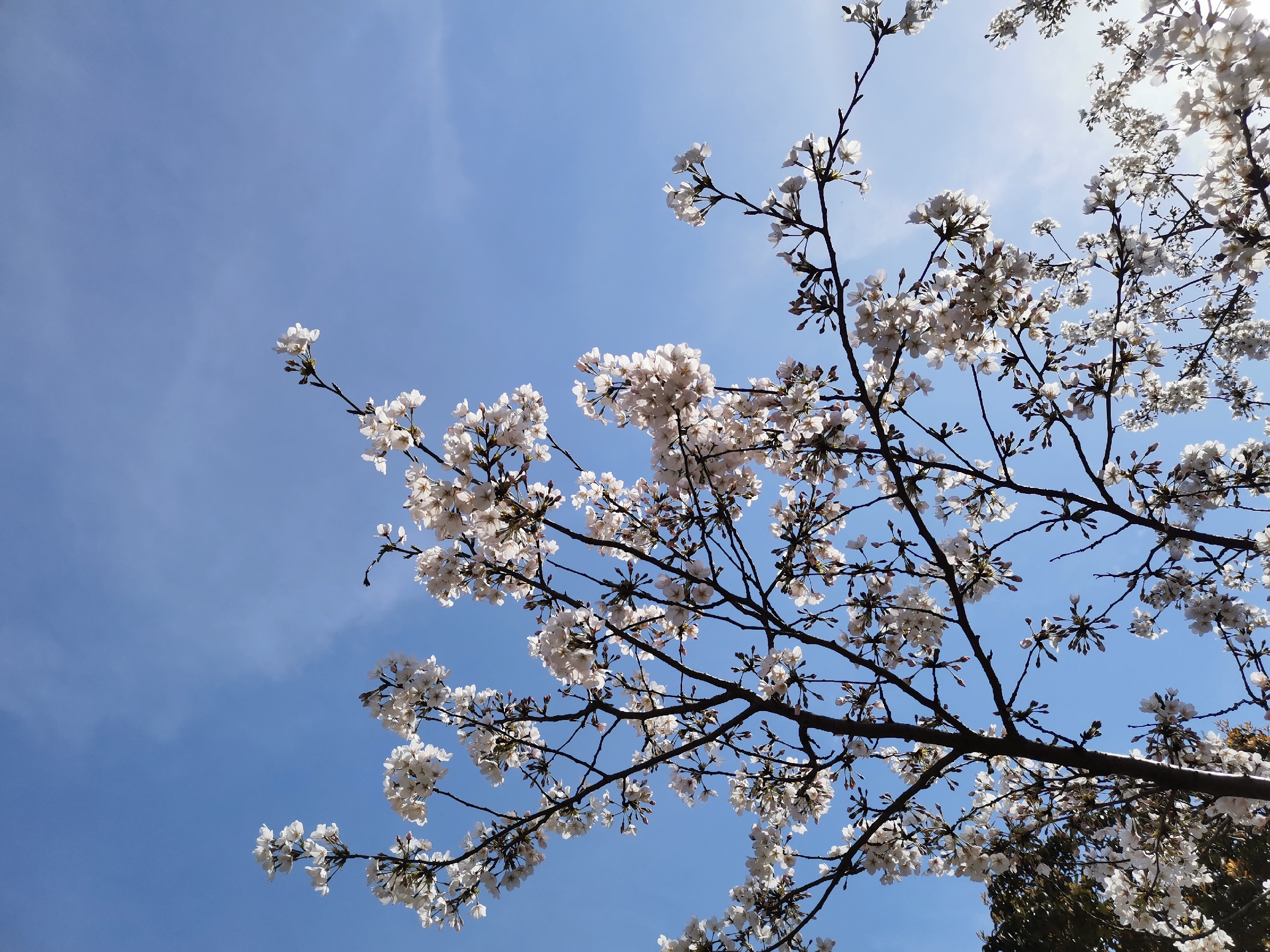 2021辰山植物园赏樱体验开往春天的列车