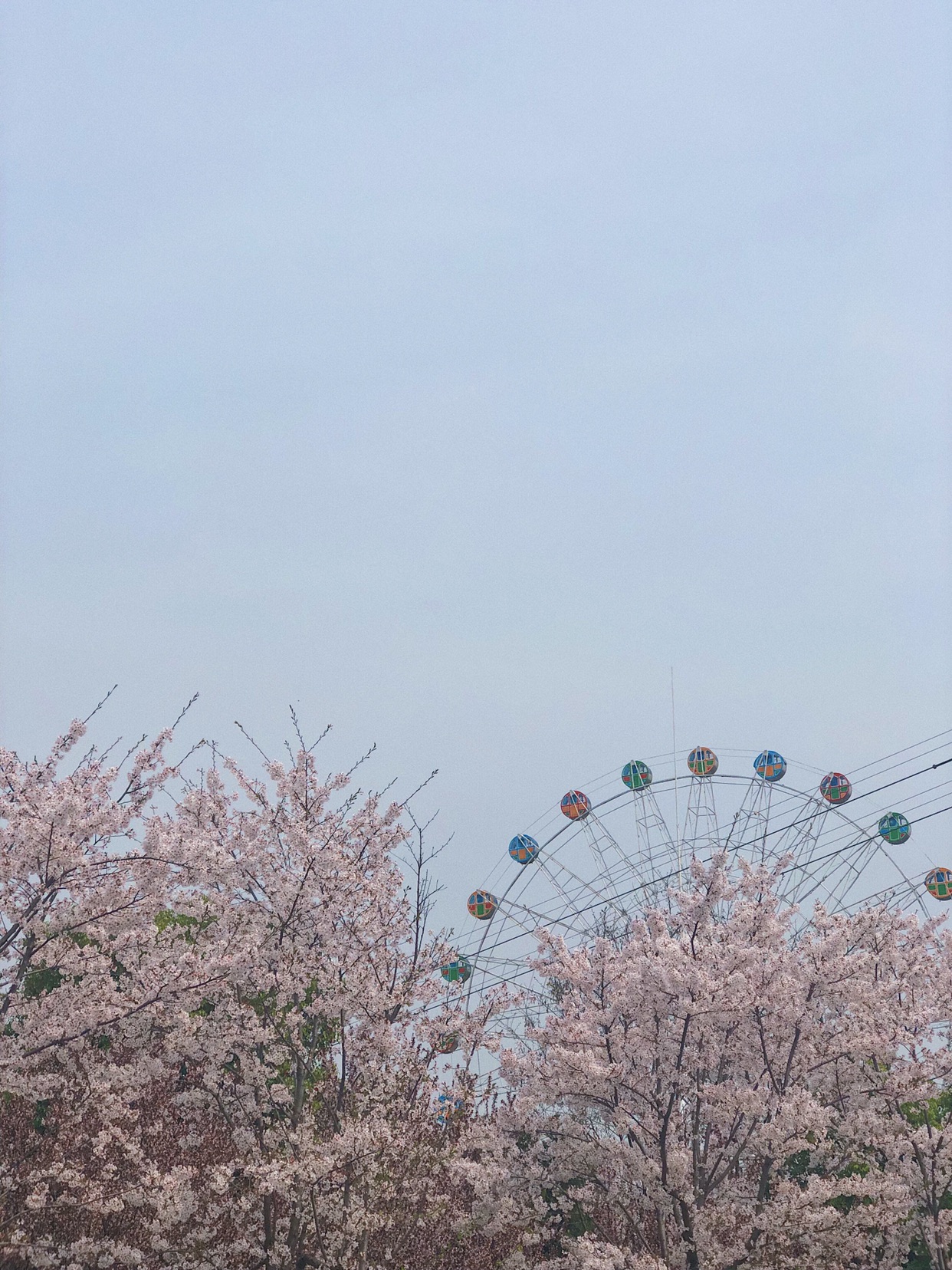 淮安樱花园樱花盛开的季节，是拍照最好的时刻，一年一季