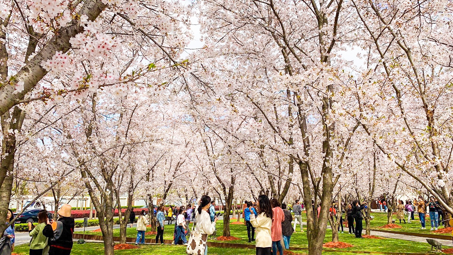 上海·樱花前线｜美翻啦！进入春日最美赏樱季--龙美术馆周围
