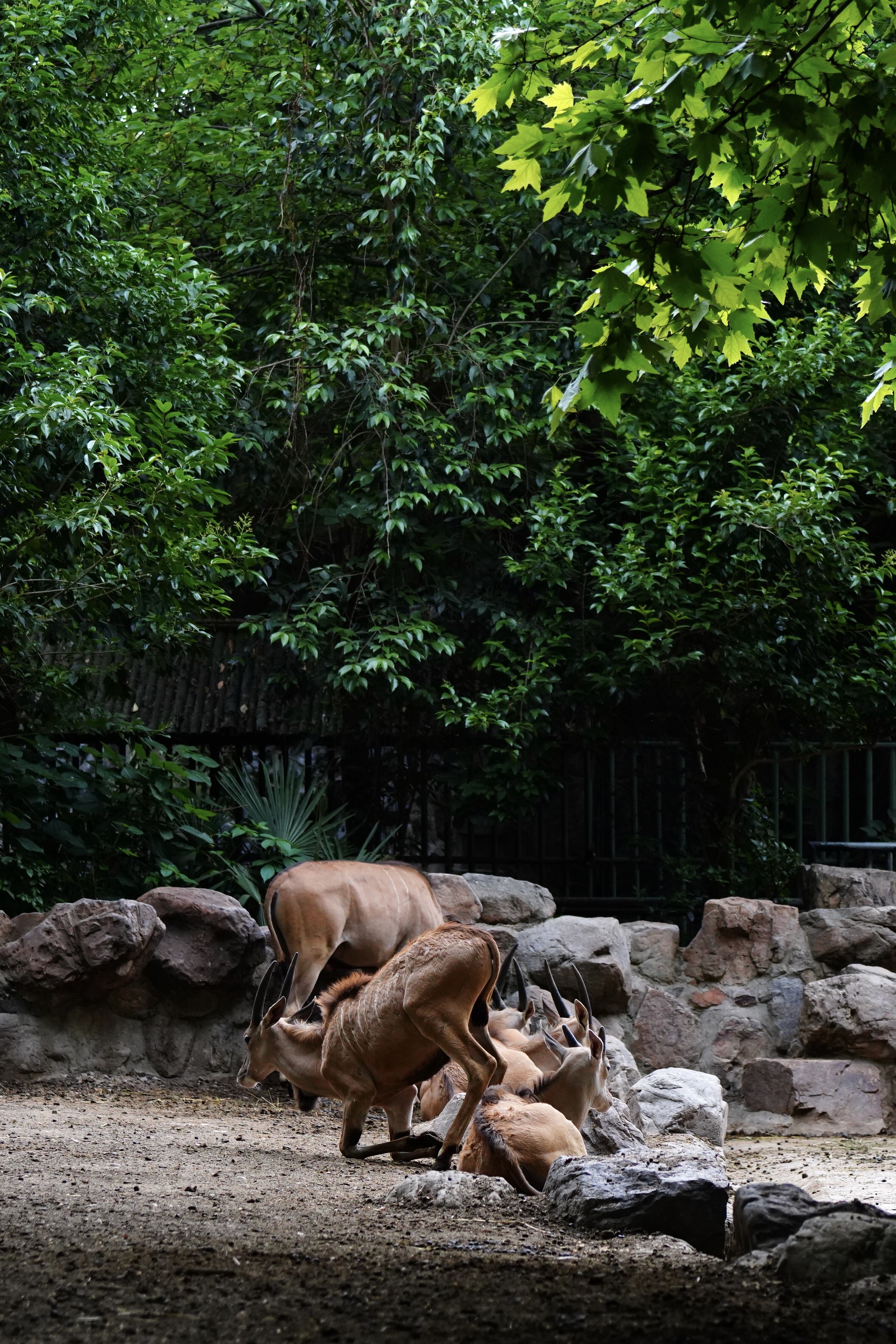 动物超级多的上海动物园