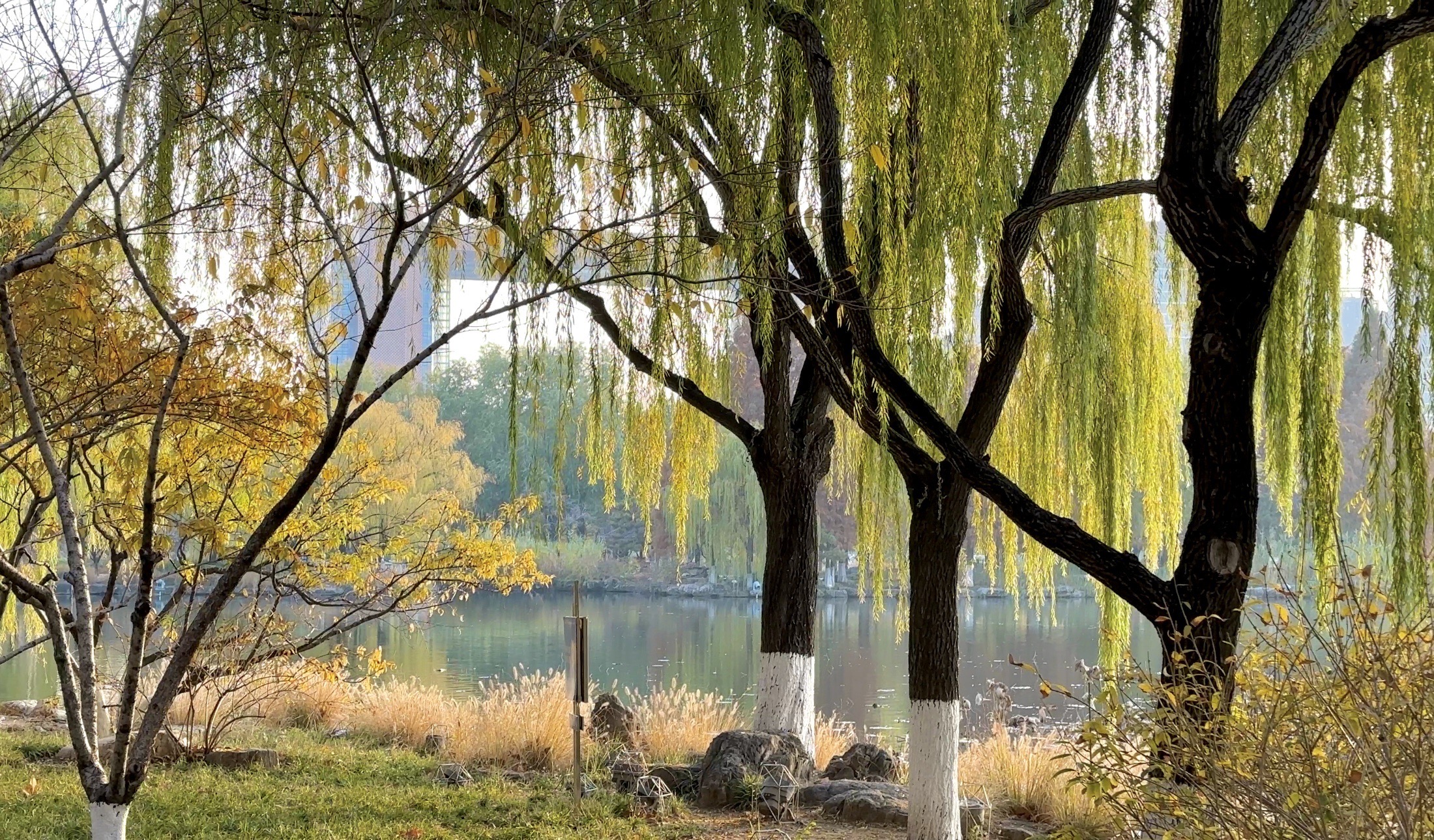 2023临沂周边游｜五洲湖公园里的多彩秋天