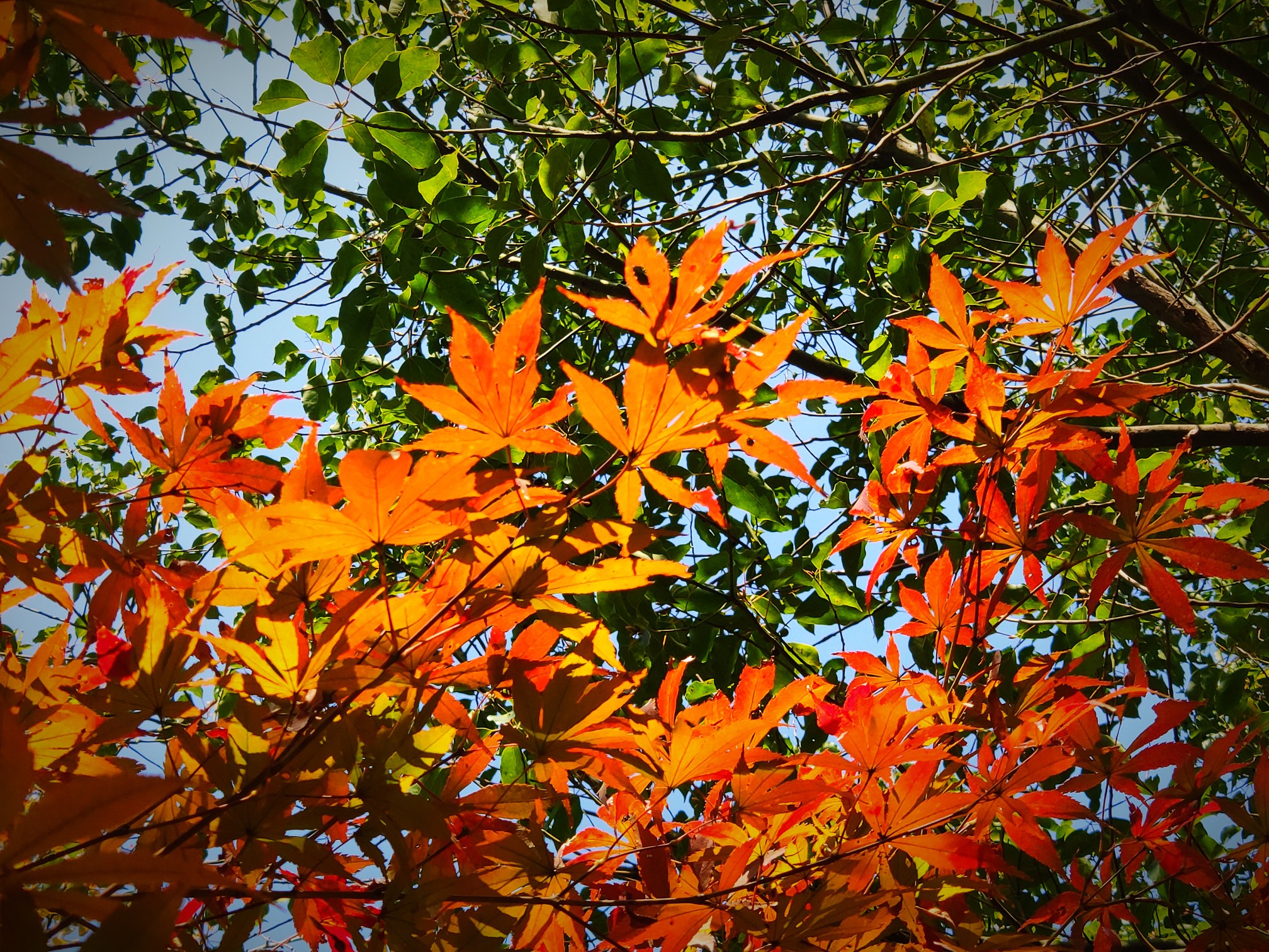 杭州半山国家森林公园，秋天该有的颜色！半山国家森林公园图片