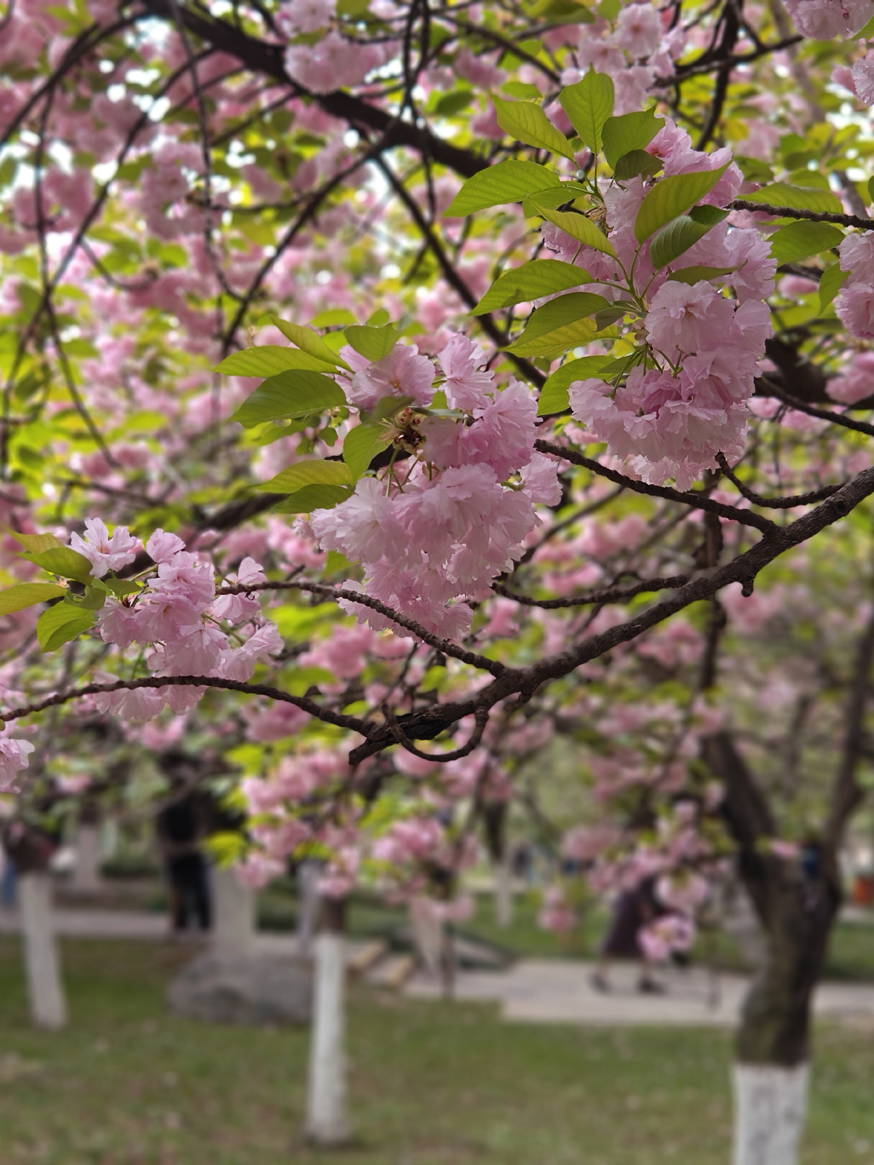 2024西安青龙寺的四月，春色满园，姹紫嫣红。