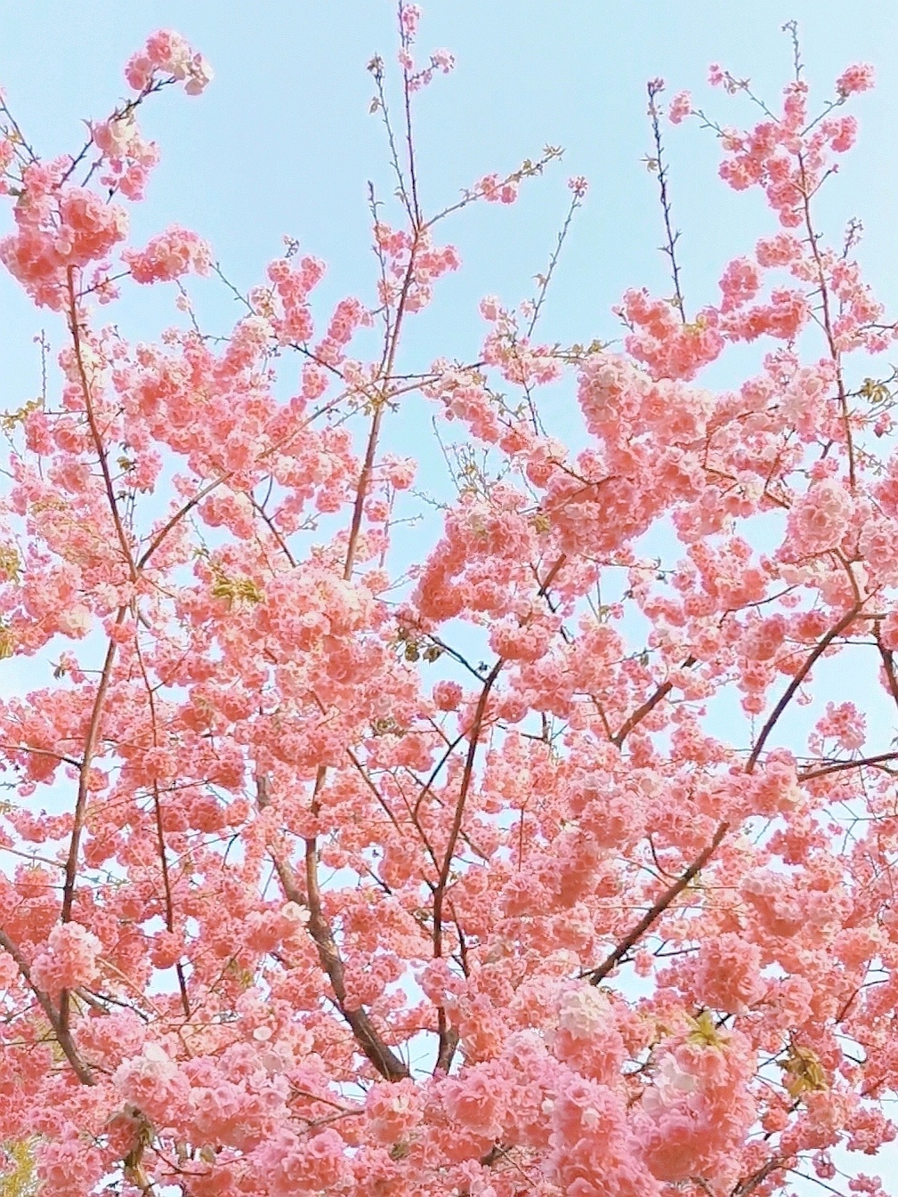 昆明看樱花最好的地方——洛龙公园樱花大道看樱花