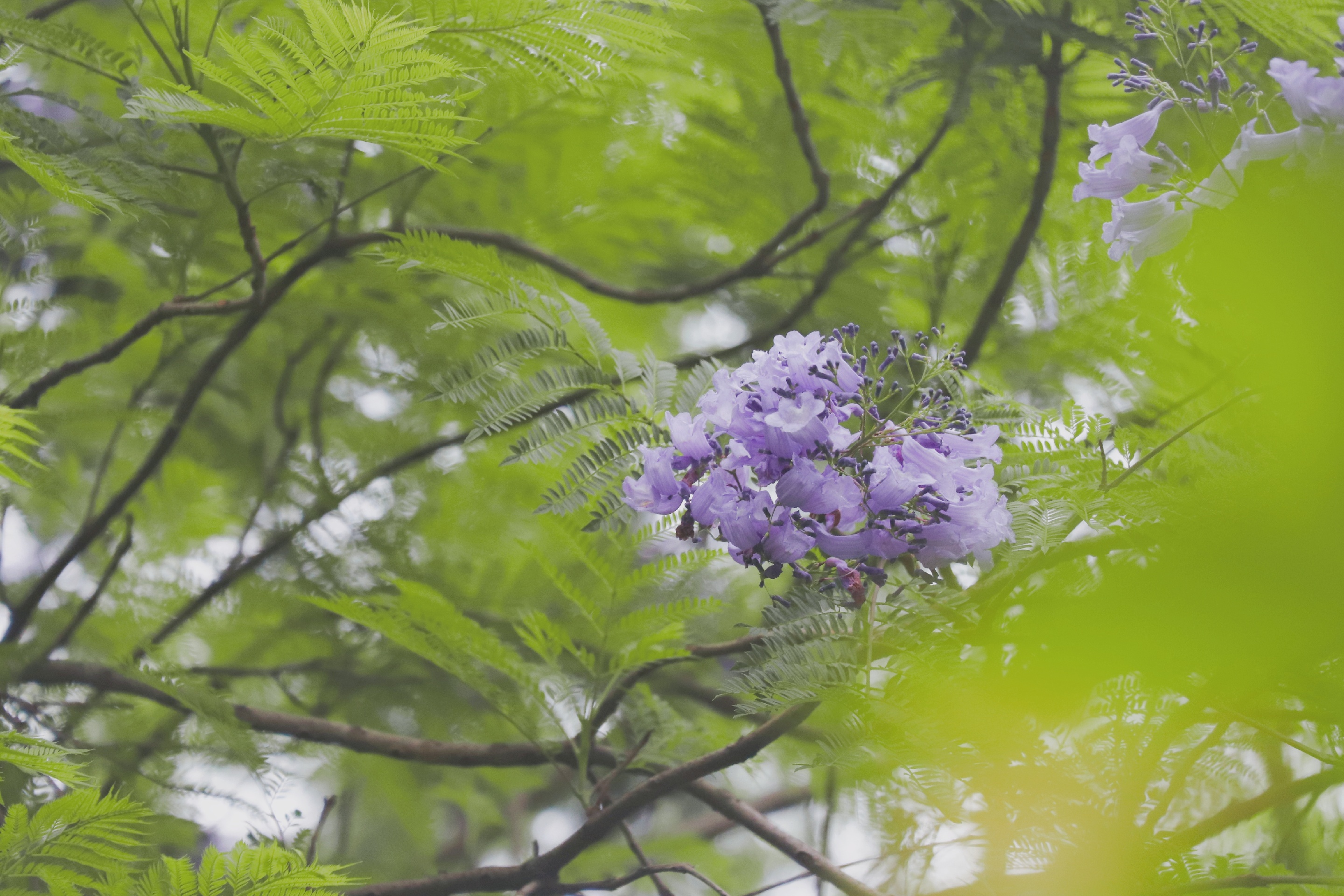 不用去南半球 重庆也有超美的紫色蓝楹花_彩云湖国家湿地公园