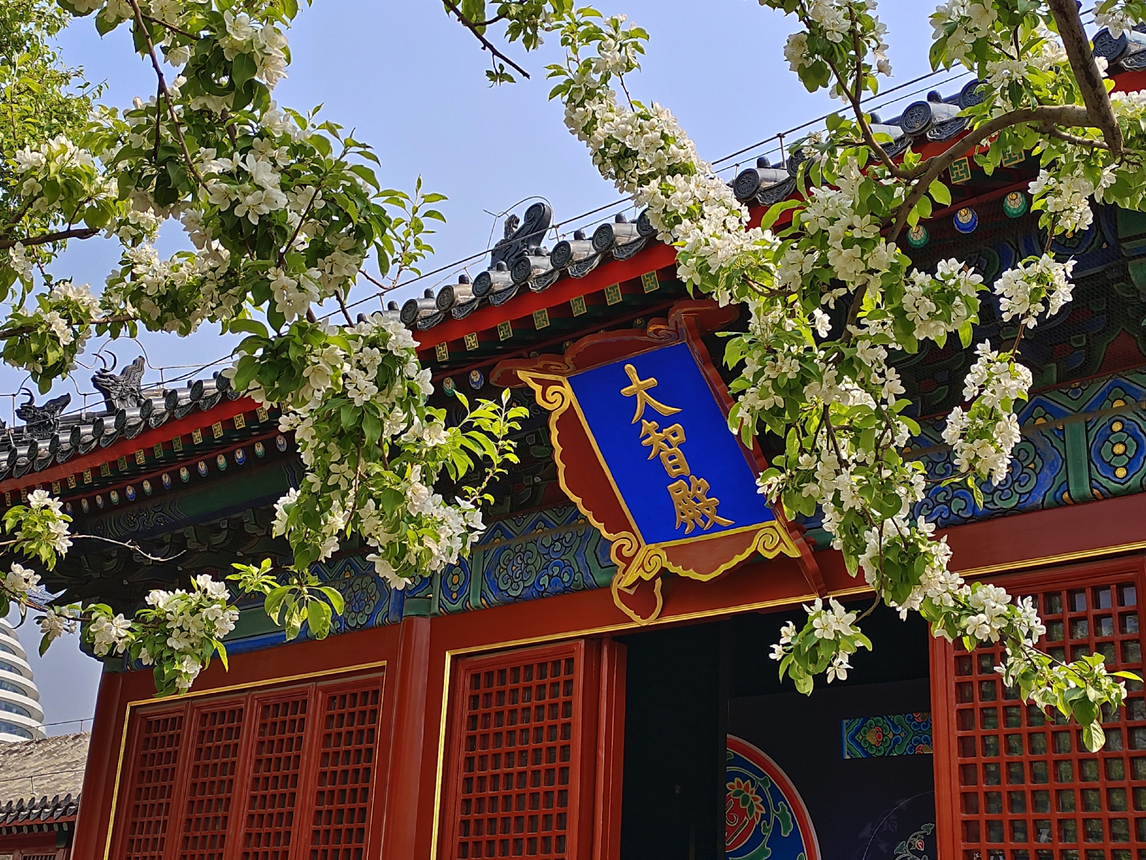 2024年三月初三打卡上巳节的智化寺
