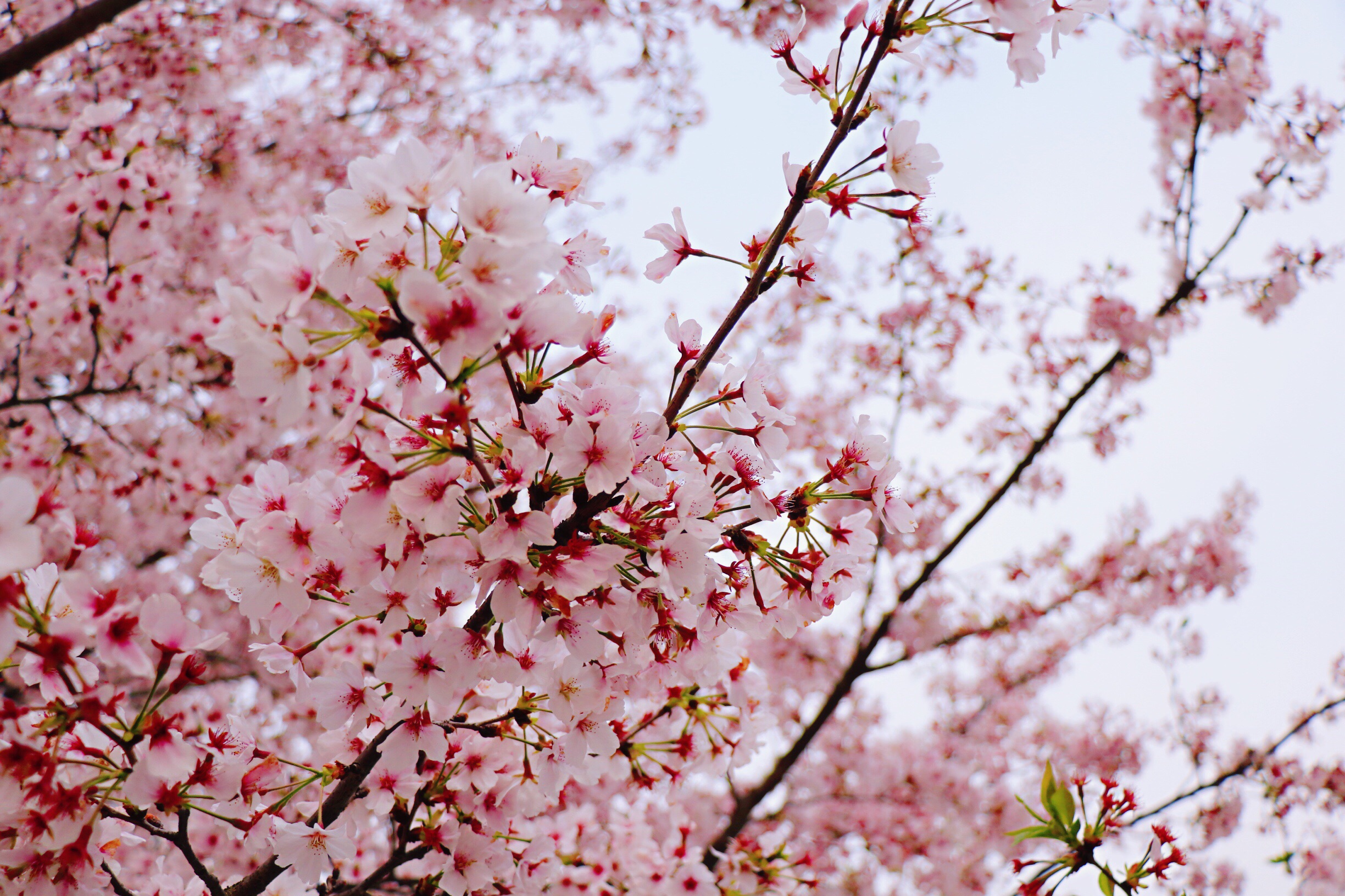 看一场樱花雨，抓住上海春天的尾巴_上海辰山植物园