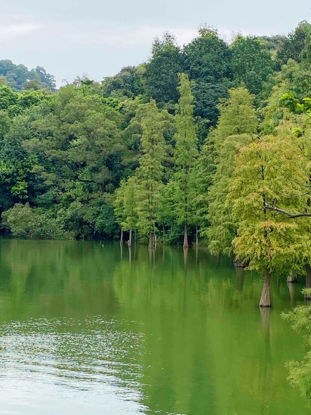 白云山-广州城的绿肺，天然大氧吧