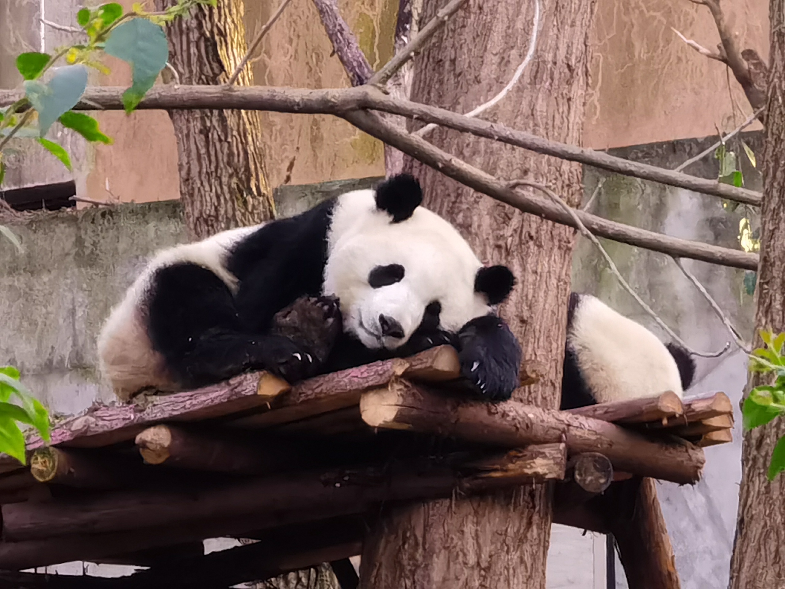 成都大熊猫繁育研究基地-2021年最新成都大熊猫繁育研究基地图片大全