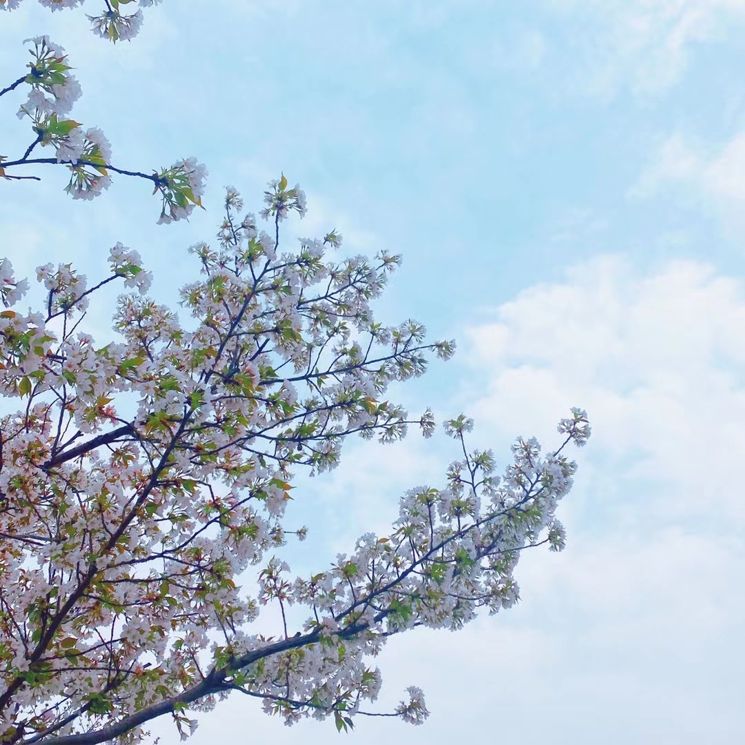 和春天来一场野餐约会—上海辰山植物园